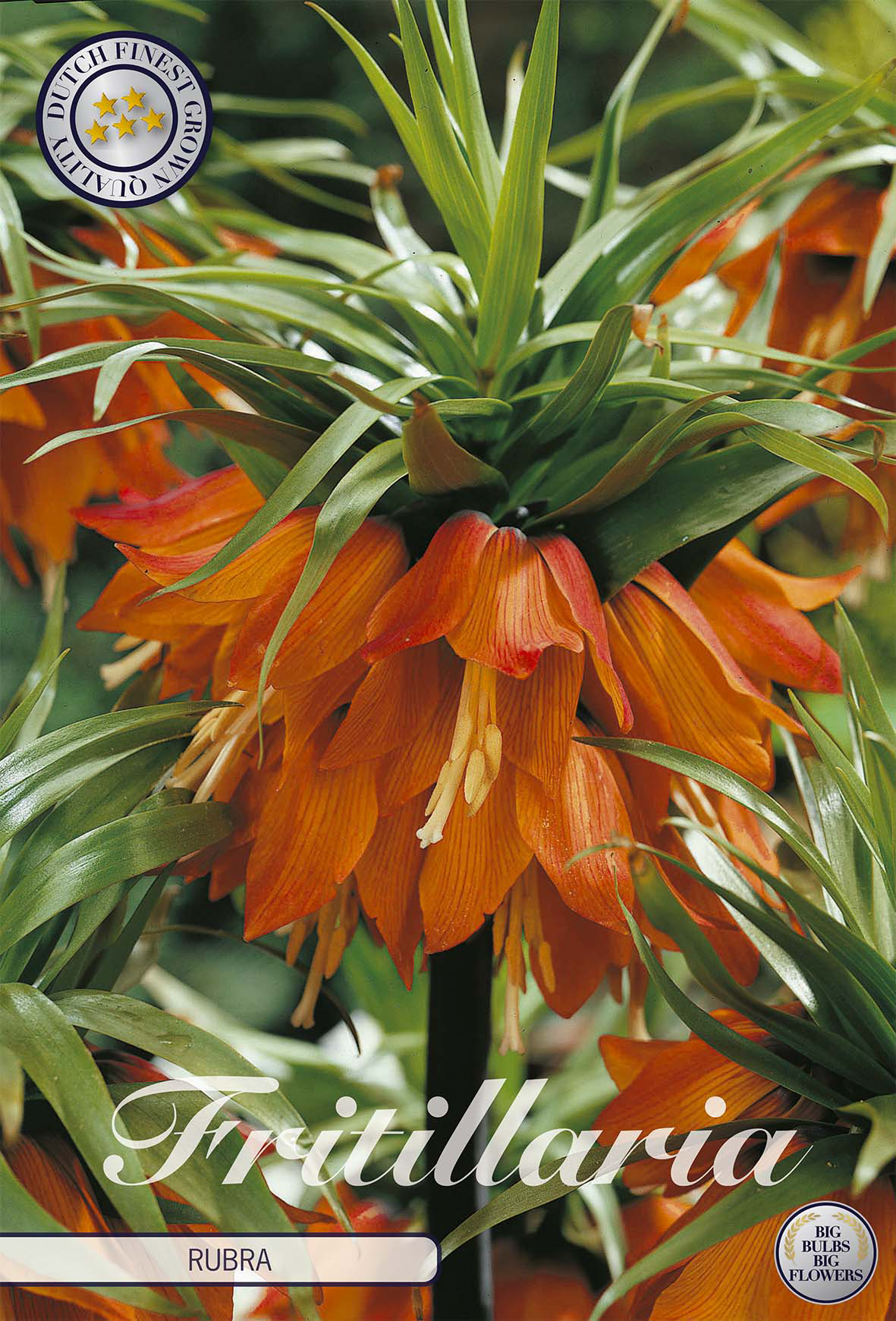 Fritillaria Bol