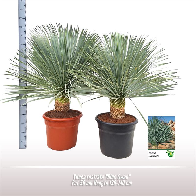 Picture of Yucca rostrata Blue Swan P50 130CM