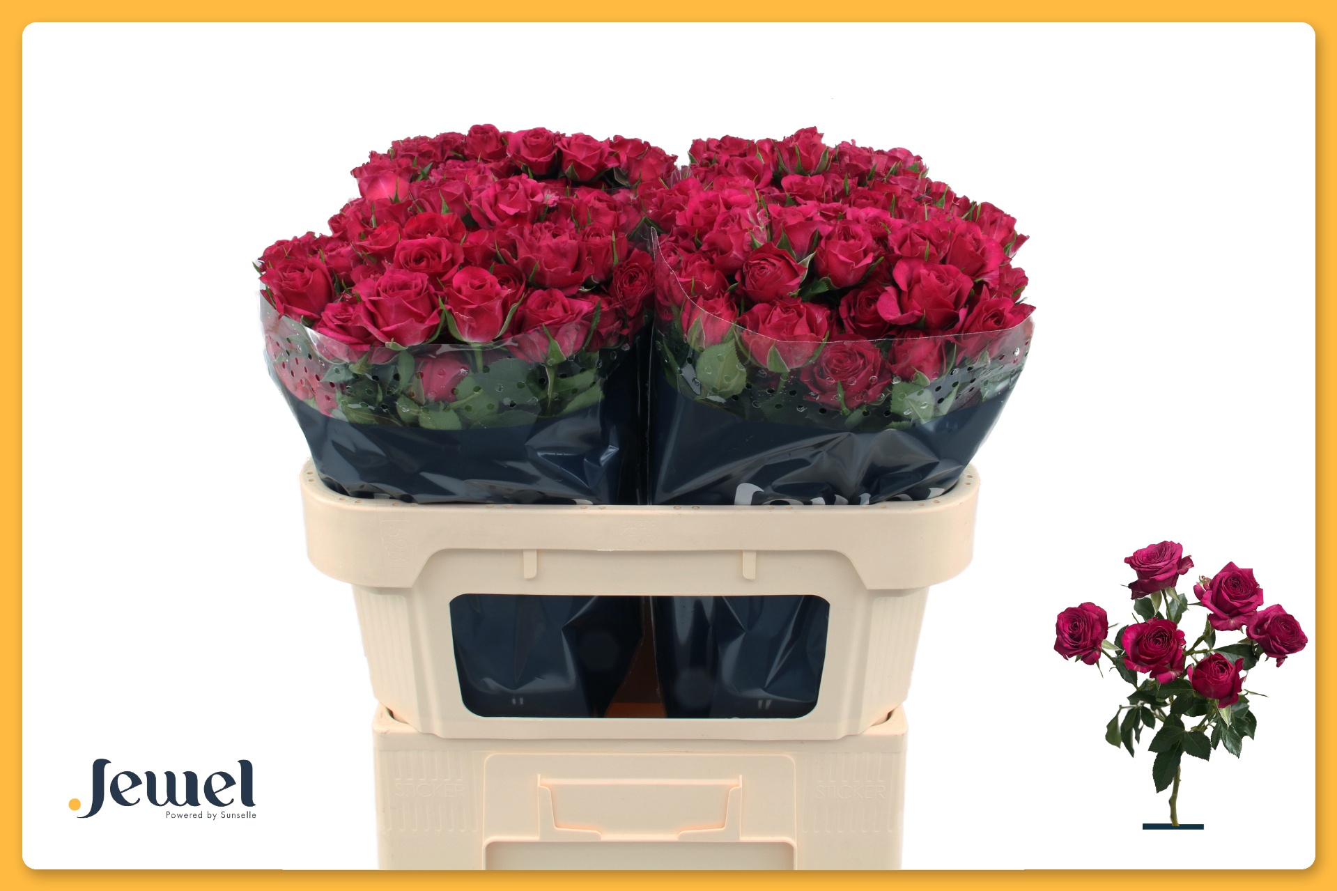 Rosa Spr Cheyenne 70cm