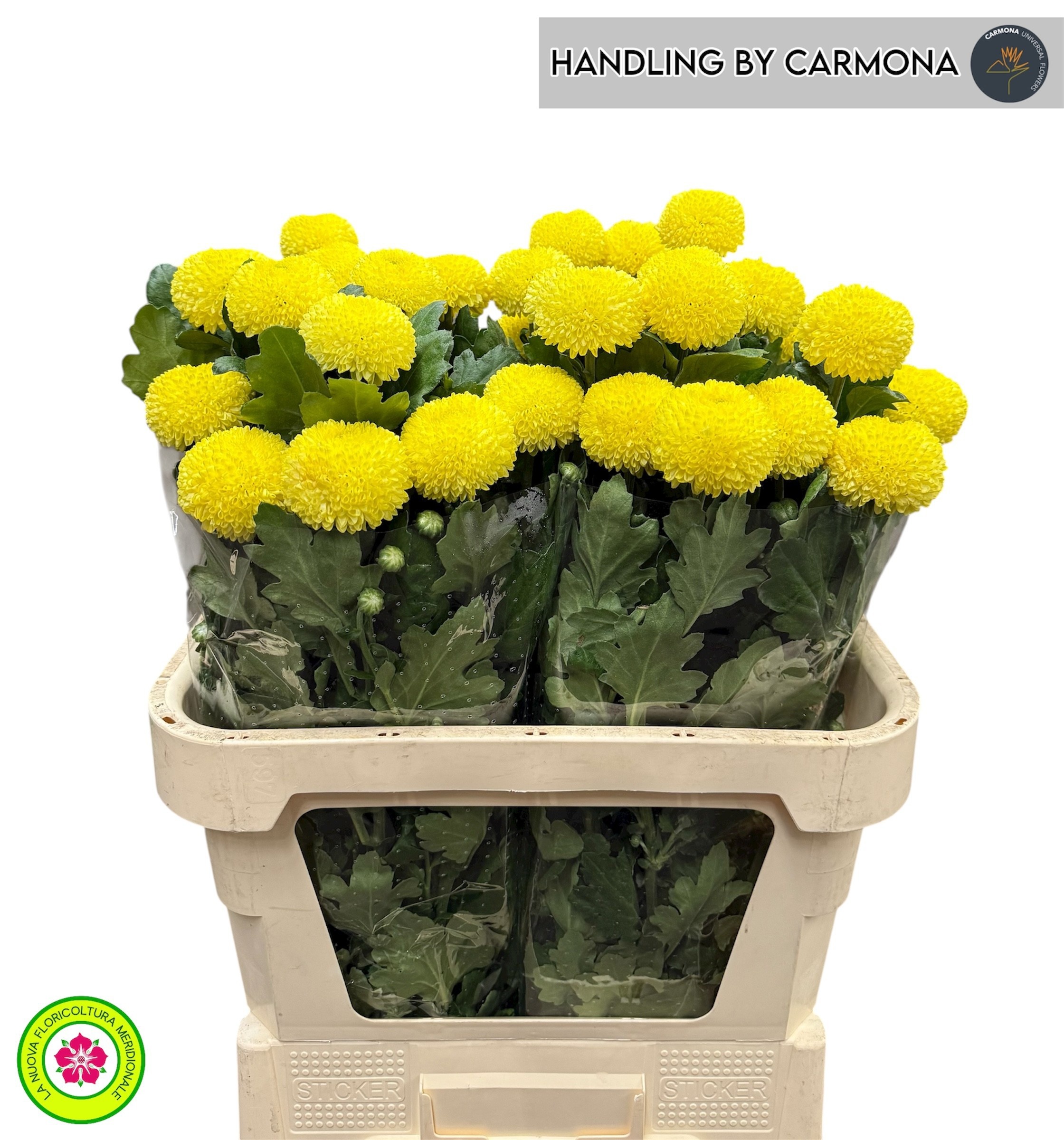 Chrysant Single Ylw Boris B 70cm 50gram