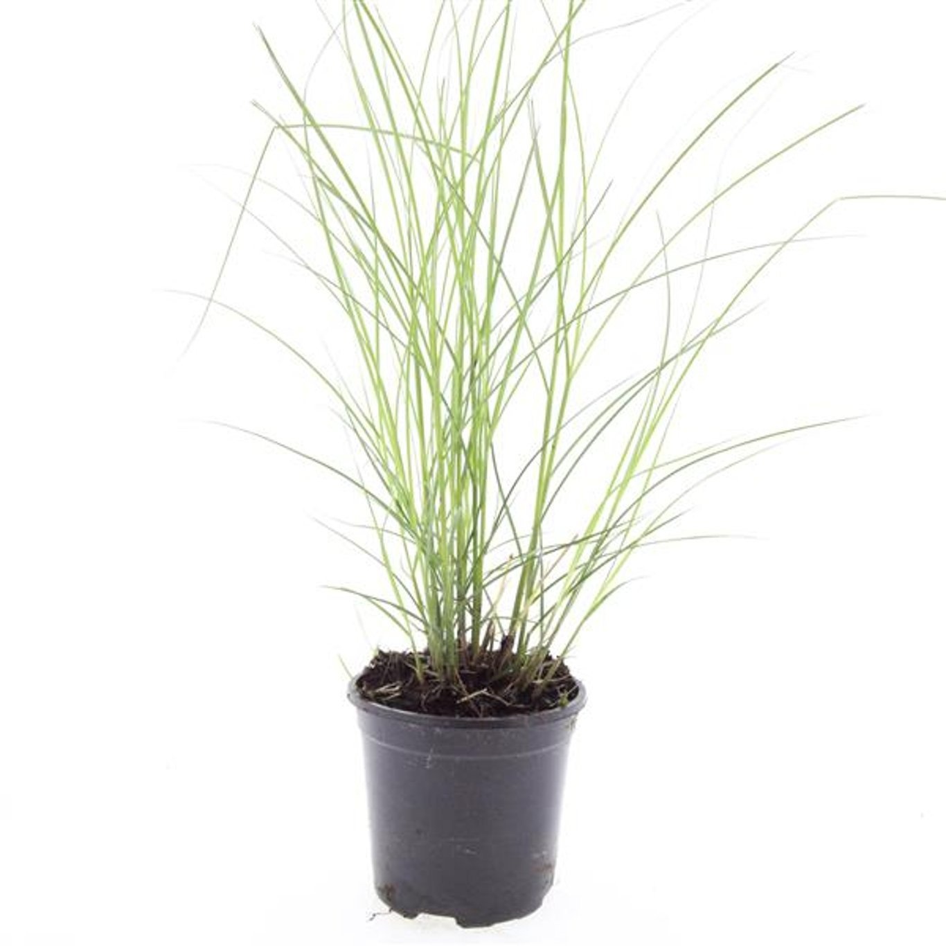 Miscanthus sinensis 'Kleine Silberspinne'