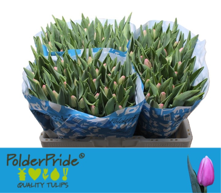 Tulipa Tresor 42cm 42gram