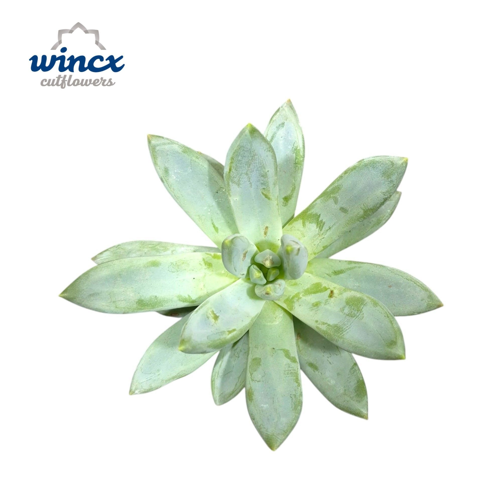 Echeveria Hookerii Cutflower