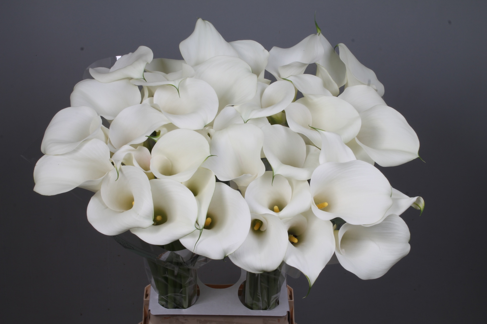 Calla Capt Ventura 80cm