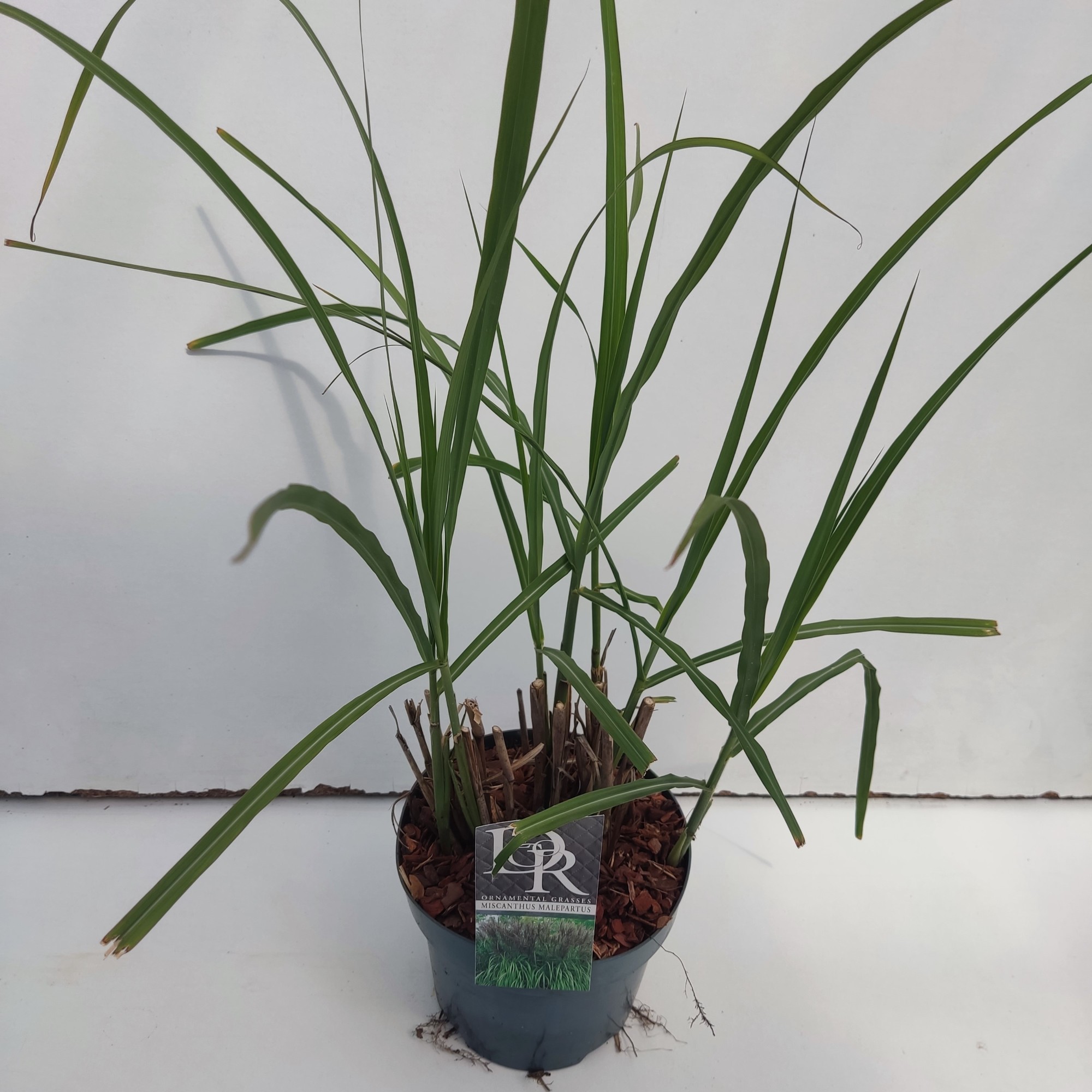 Picture of Miscanthus Malepartus P19 (3 Ltr)