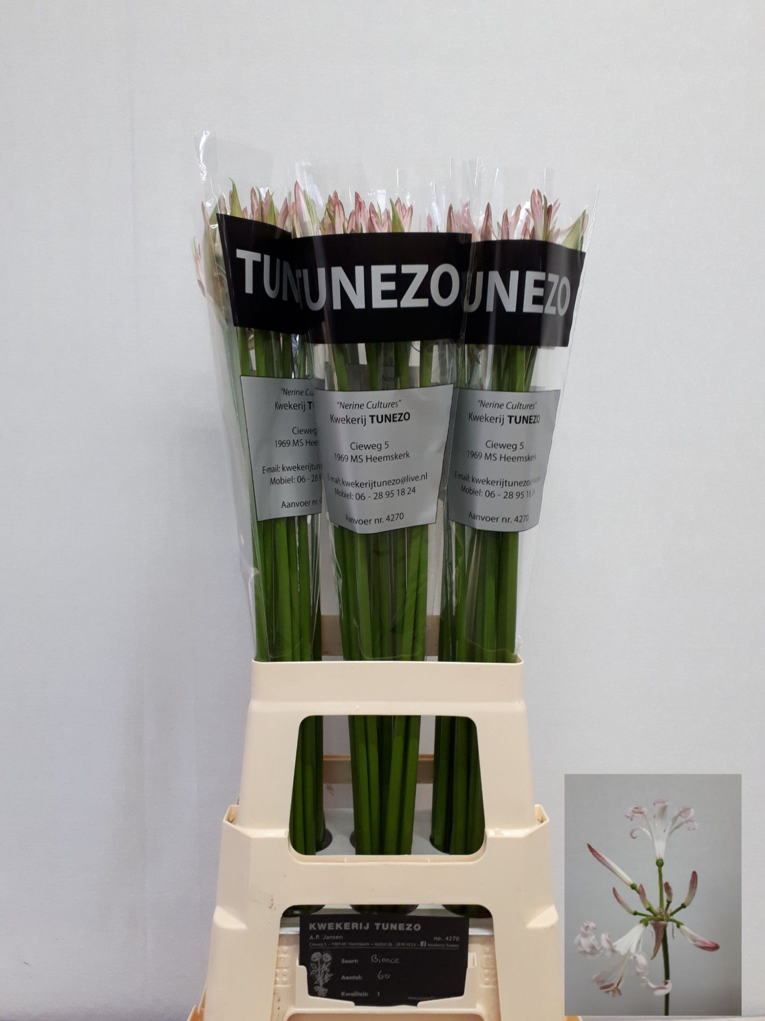 Nerine Bico Bionce 80cm