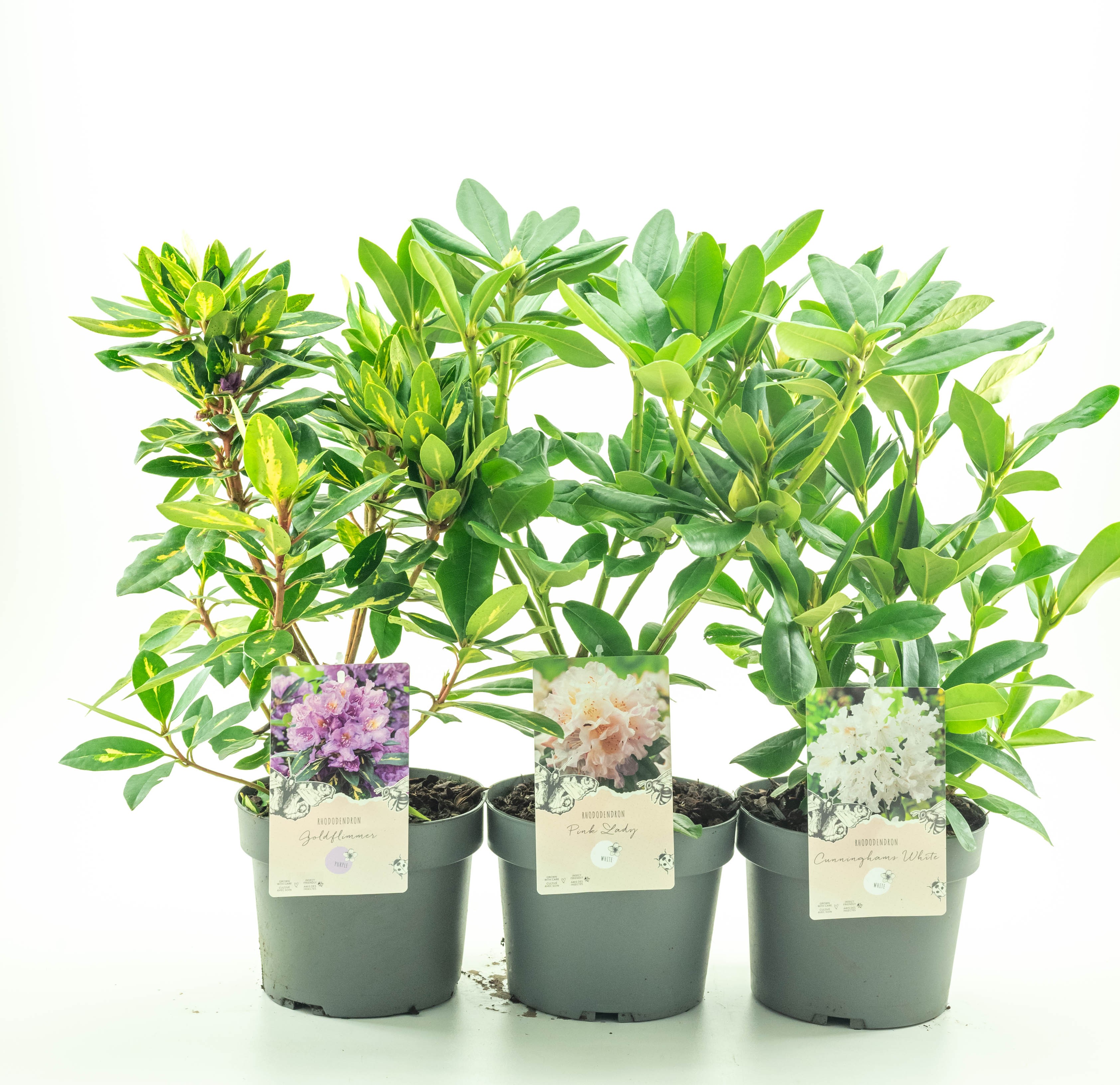 Picture of Rhododendron in varieties