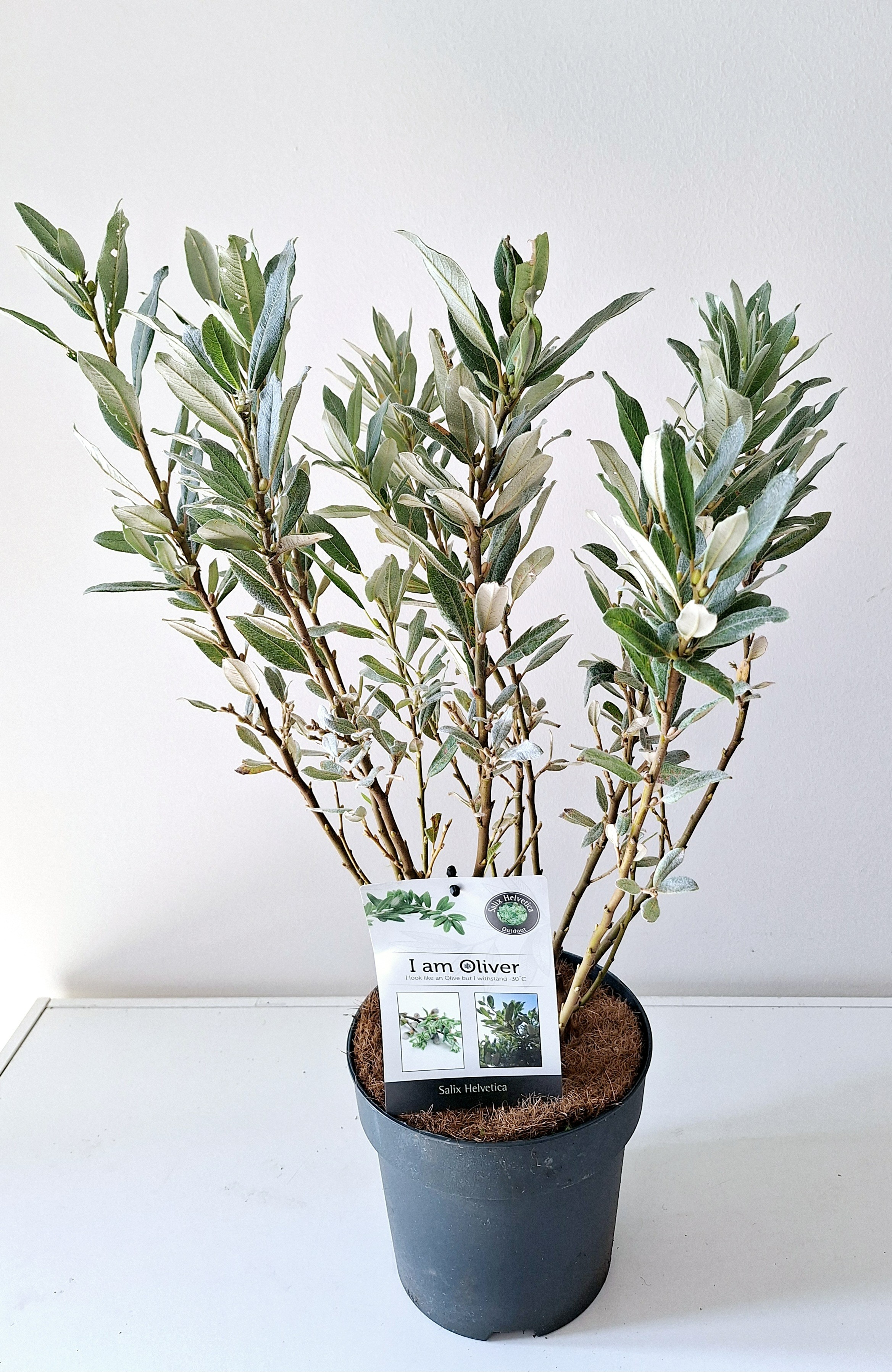 Picture of Salix helvetica P19 (3 Ltr) BUSH (LOOSE)