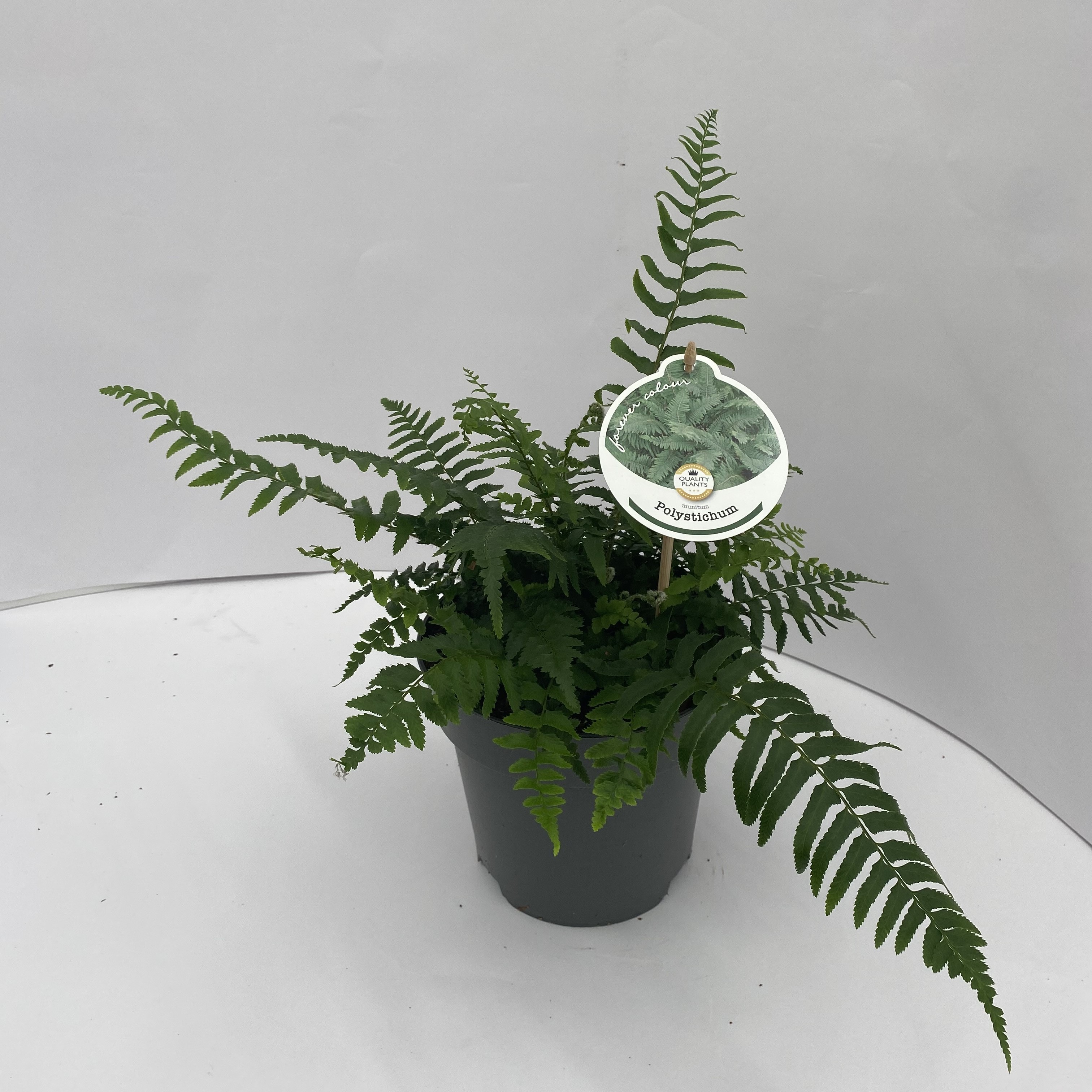 Picture of Polystichum munitum P17 (2 Ltr)