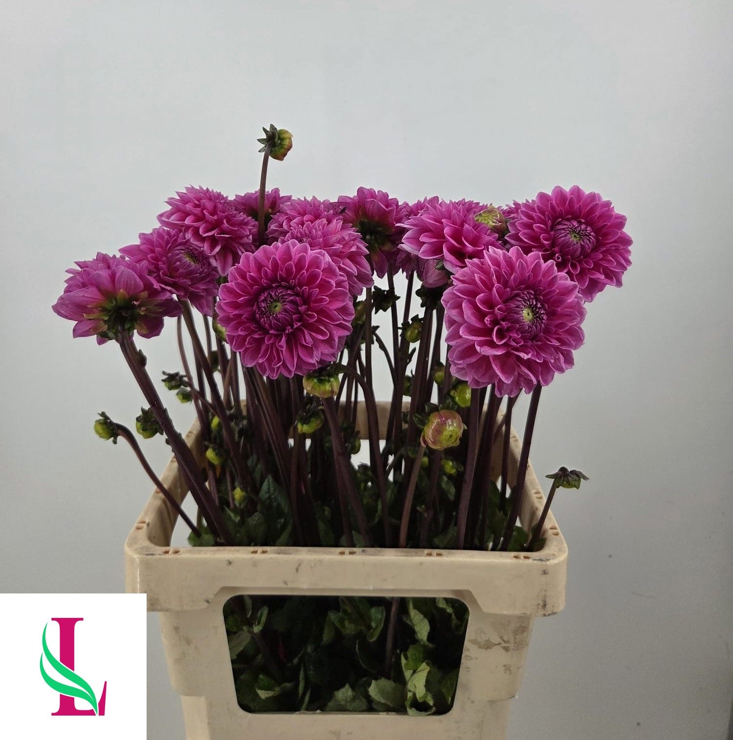 Dahlia Sandra 60cm