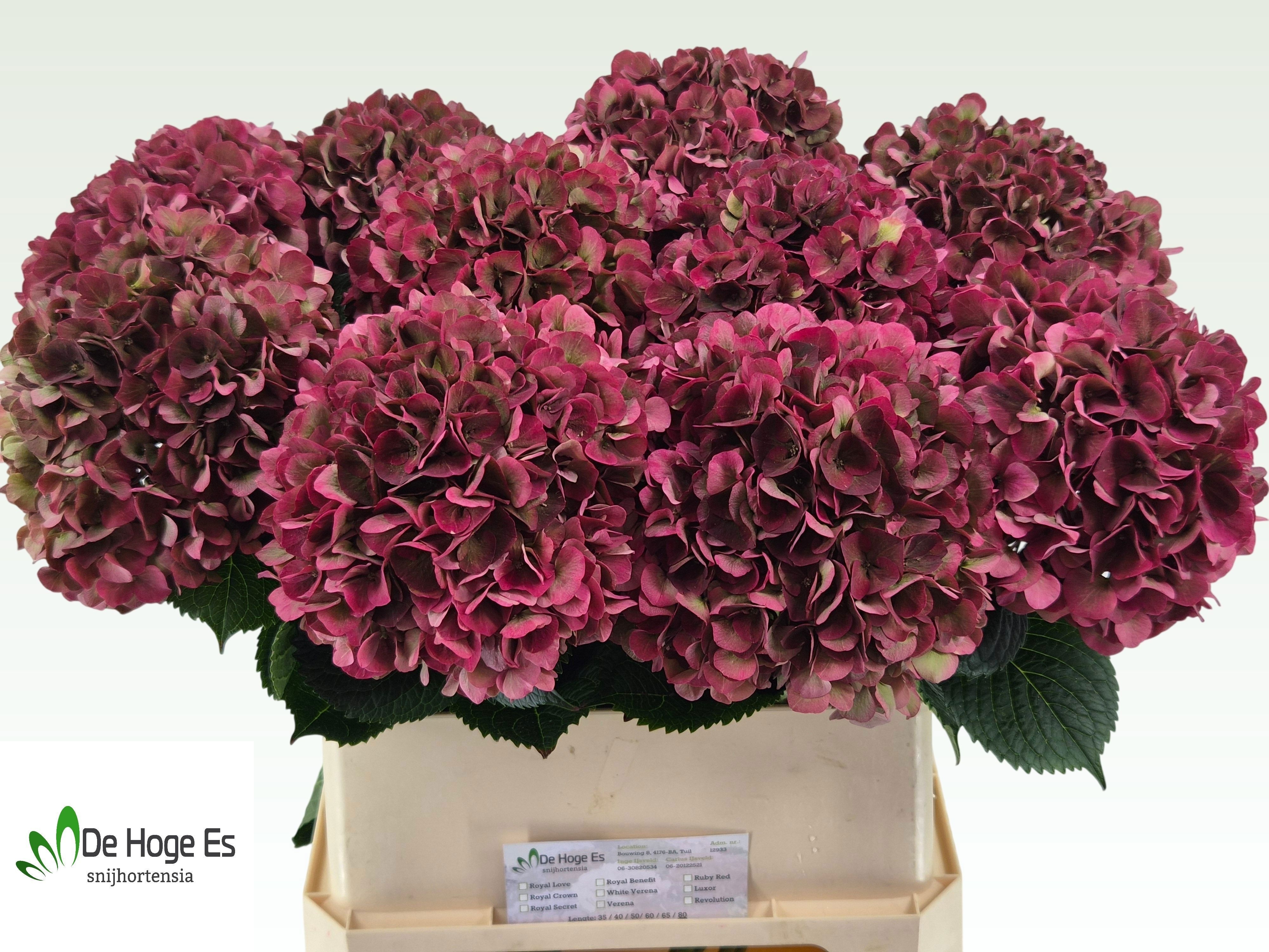 Hydrangea Ruby Pink Classic 80cm 20Ø