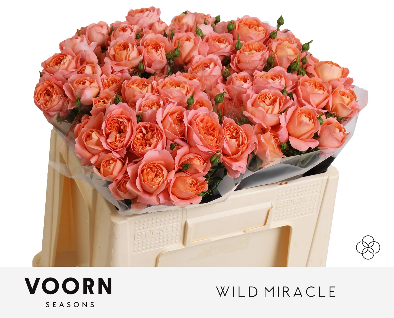 R Tr Wild Miracle