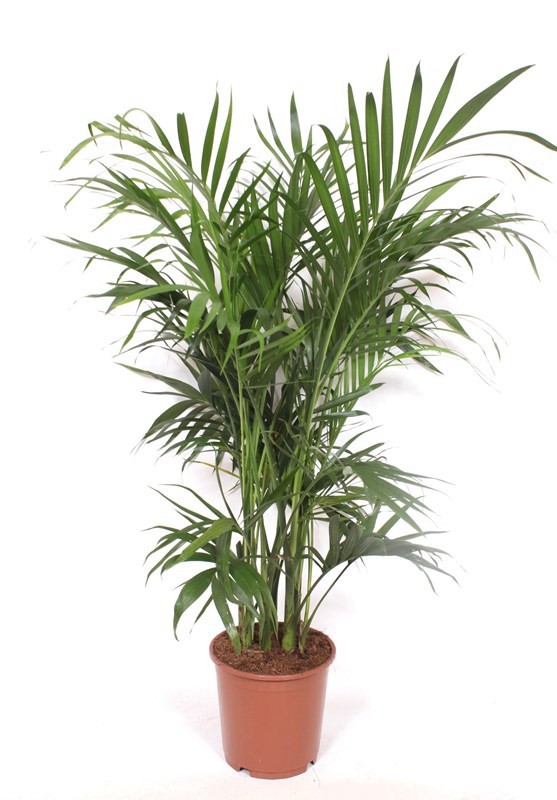 Chamaedorea Cataractarum "stella Palm"