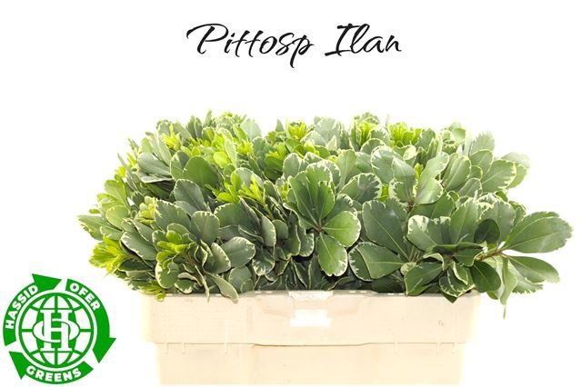 Pittosporum Ilan 50cm