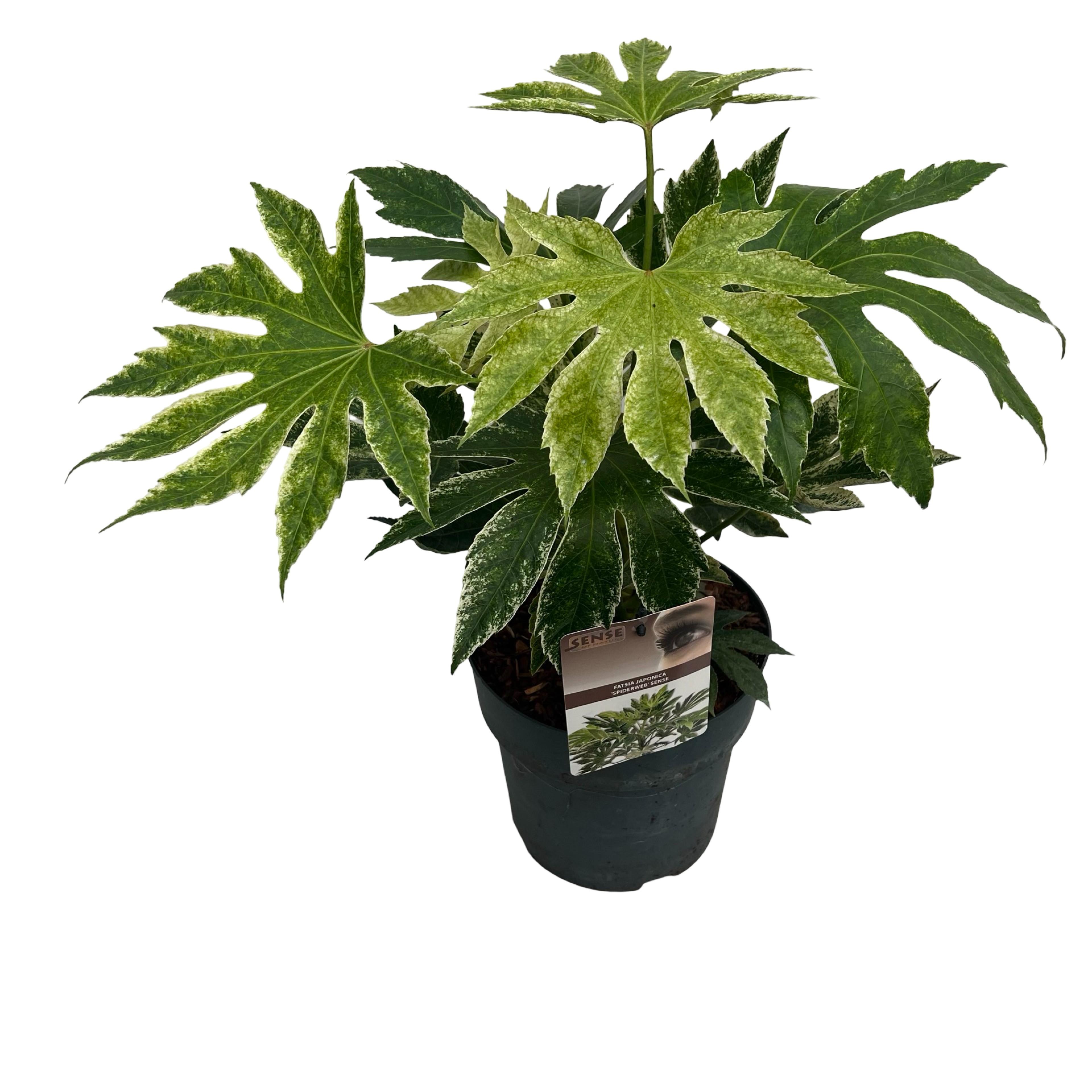 Picture of Fatsia jap. Spiderweb sense P23 (5 Ltr) (LOOSE)