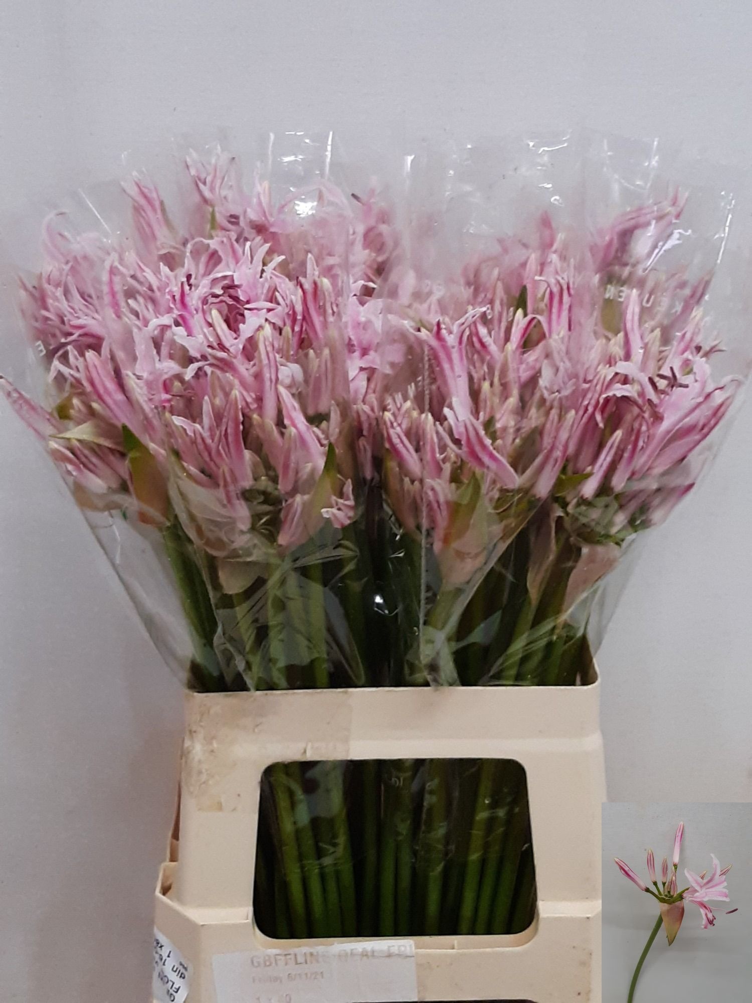 Ne Bo Berenice 60cm