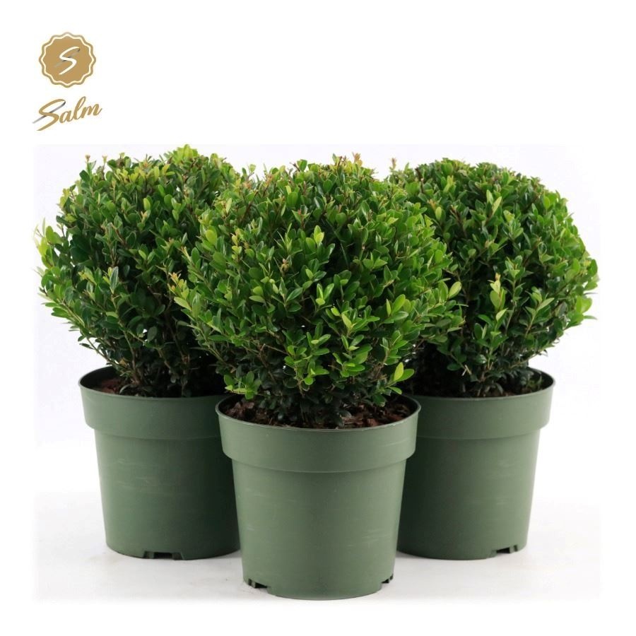 Picture of Ilex crenata 'Jenny'® Ball Ø20cm P17