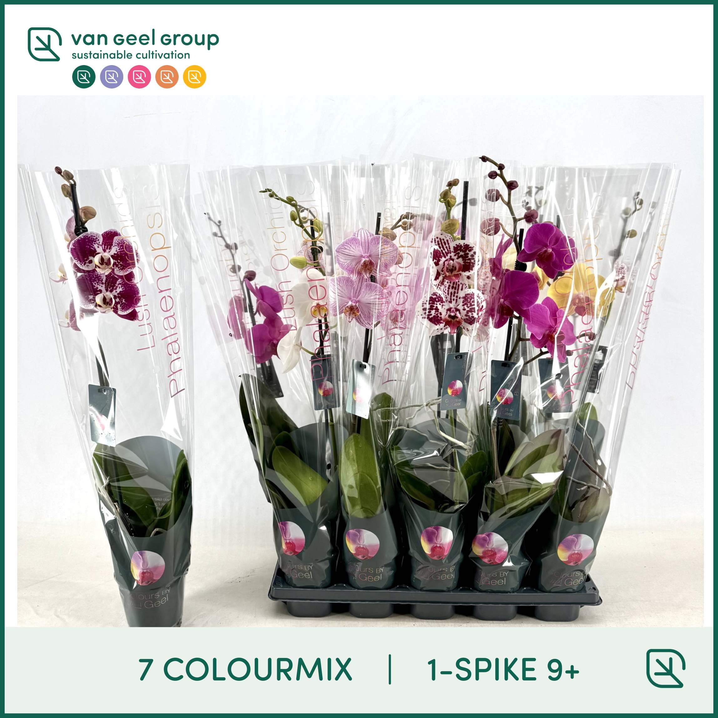 Phal Gem 12P 65H 1TAK 9bloem 23bloei