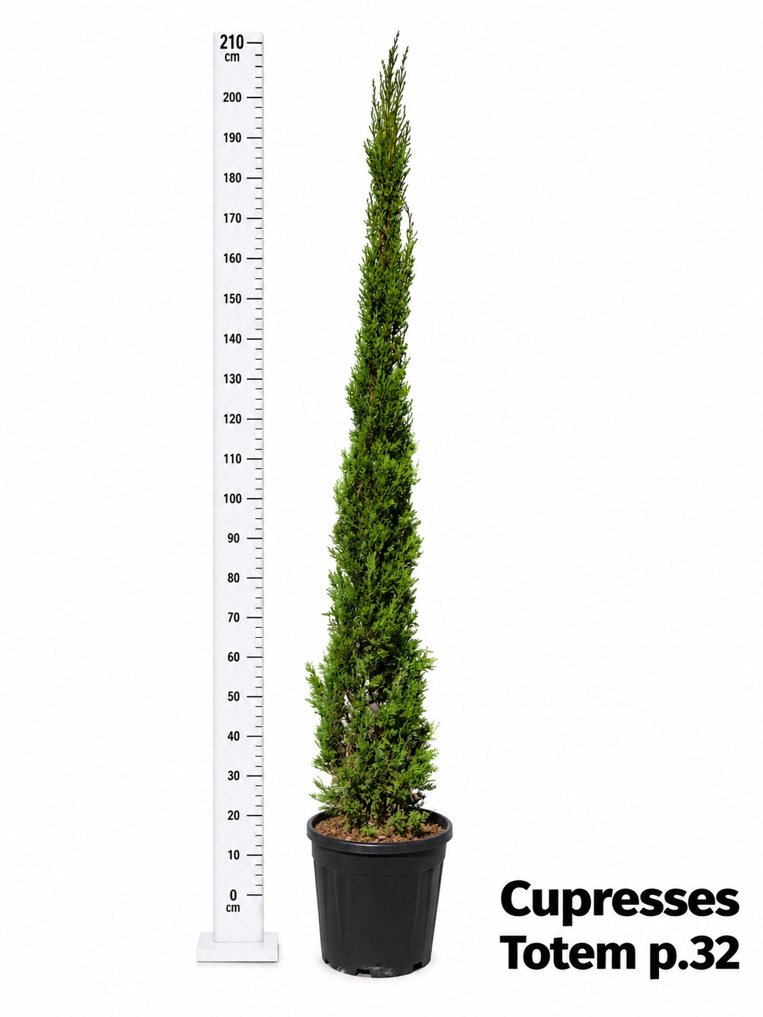 Cupressu Se Totem 32Ø 190cm