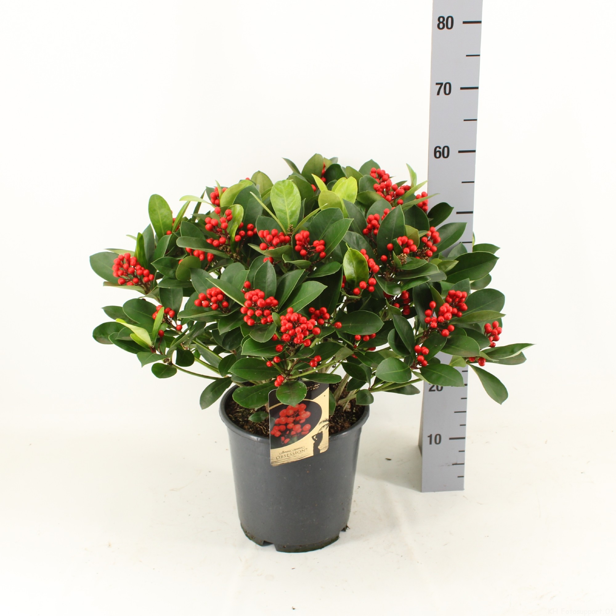 Picture of Skimmia japonica OBSESSION ® P24 (LOOSE)