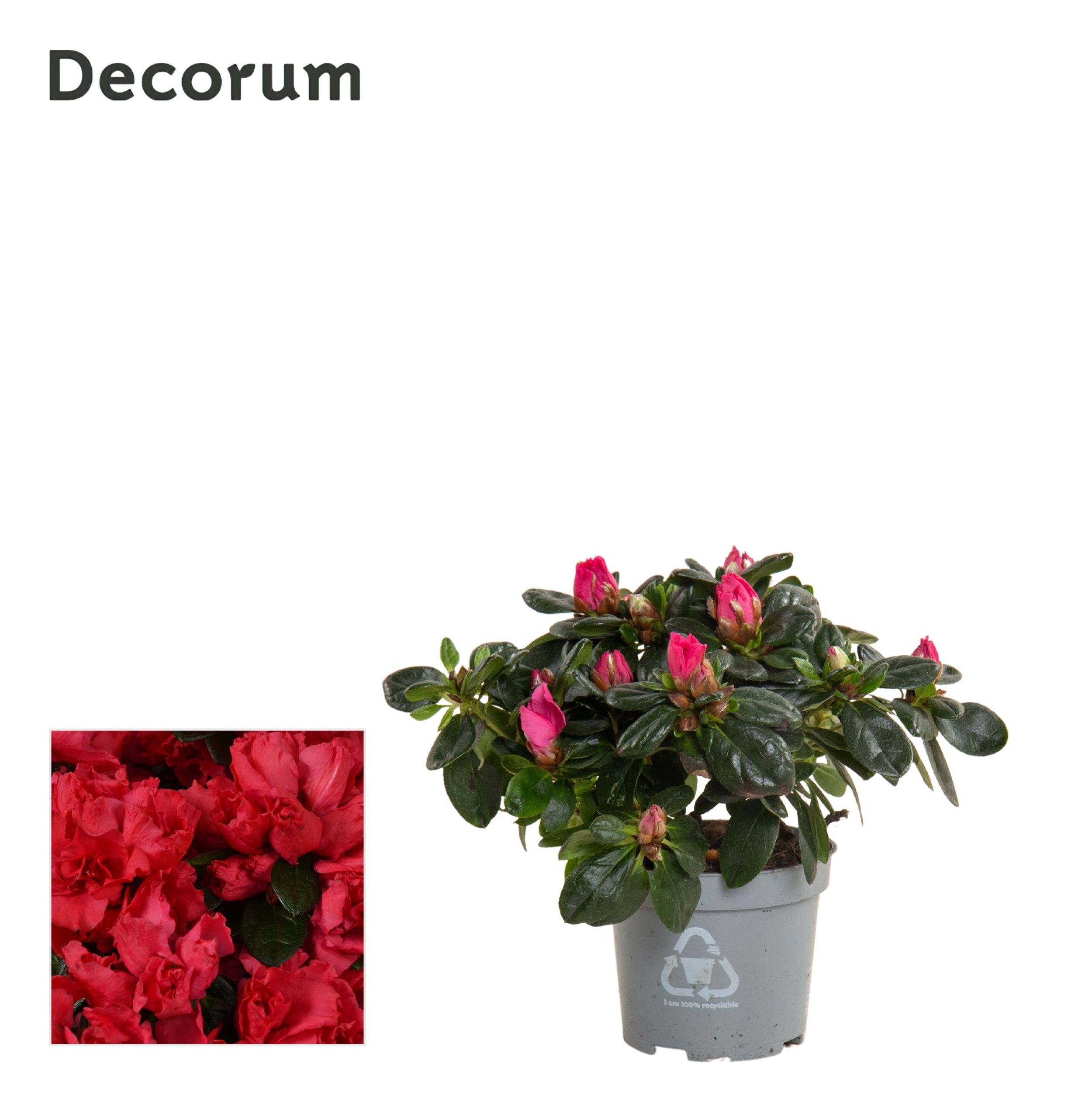 Picture of Rhododendron simsii (Azalea) Red - Decorum P9 20CM