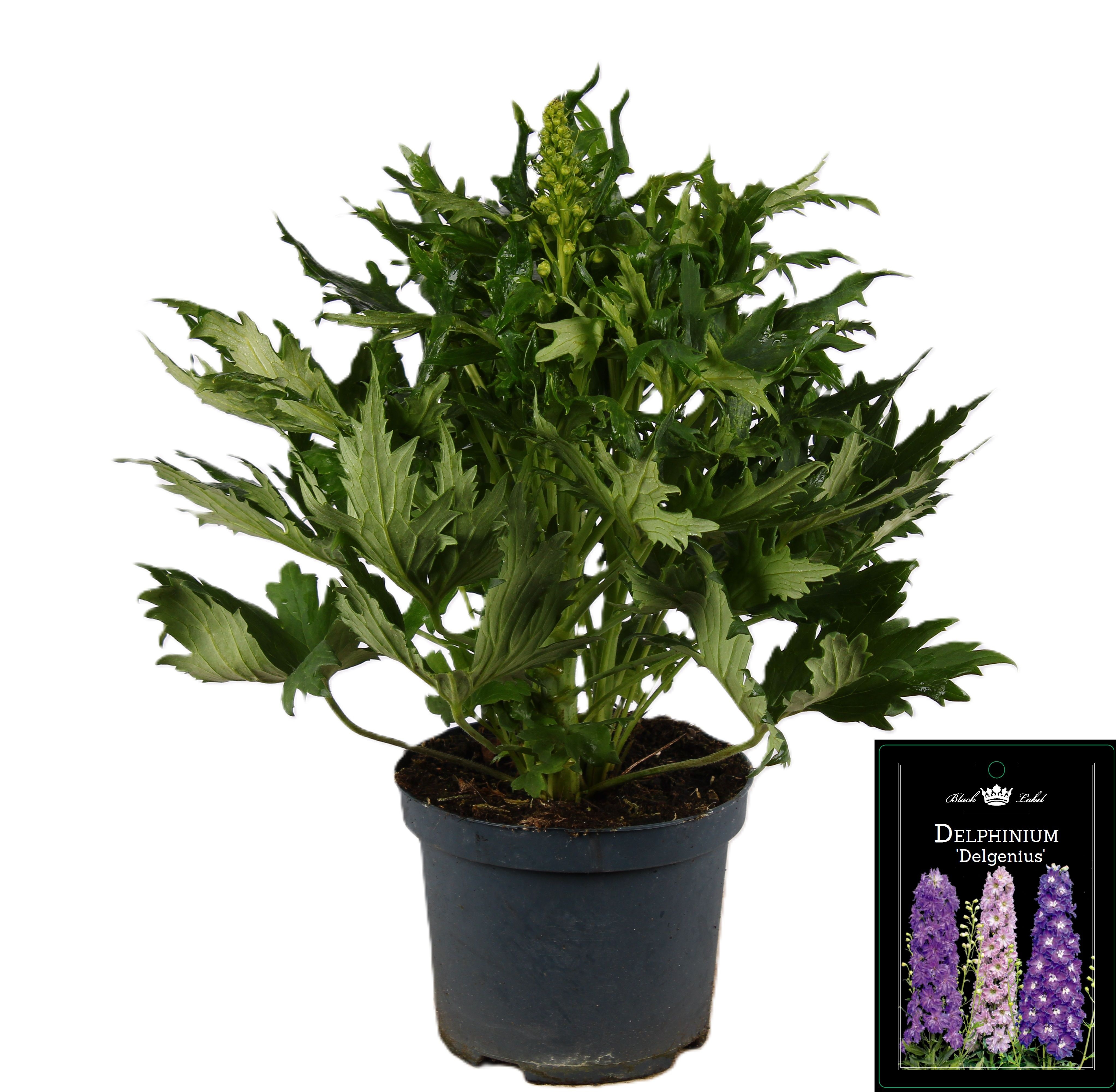 Picture of Delphinium Delgenius