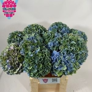 Hydrangea Royal Pride Classic 80cm 22Ø