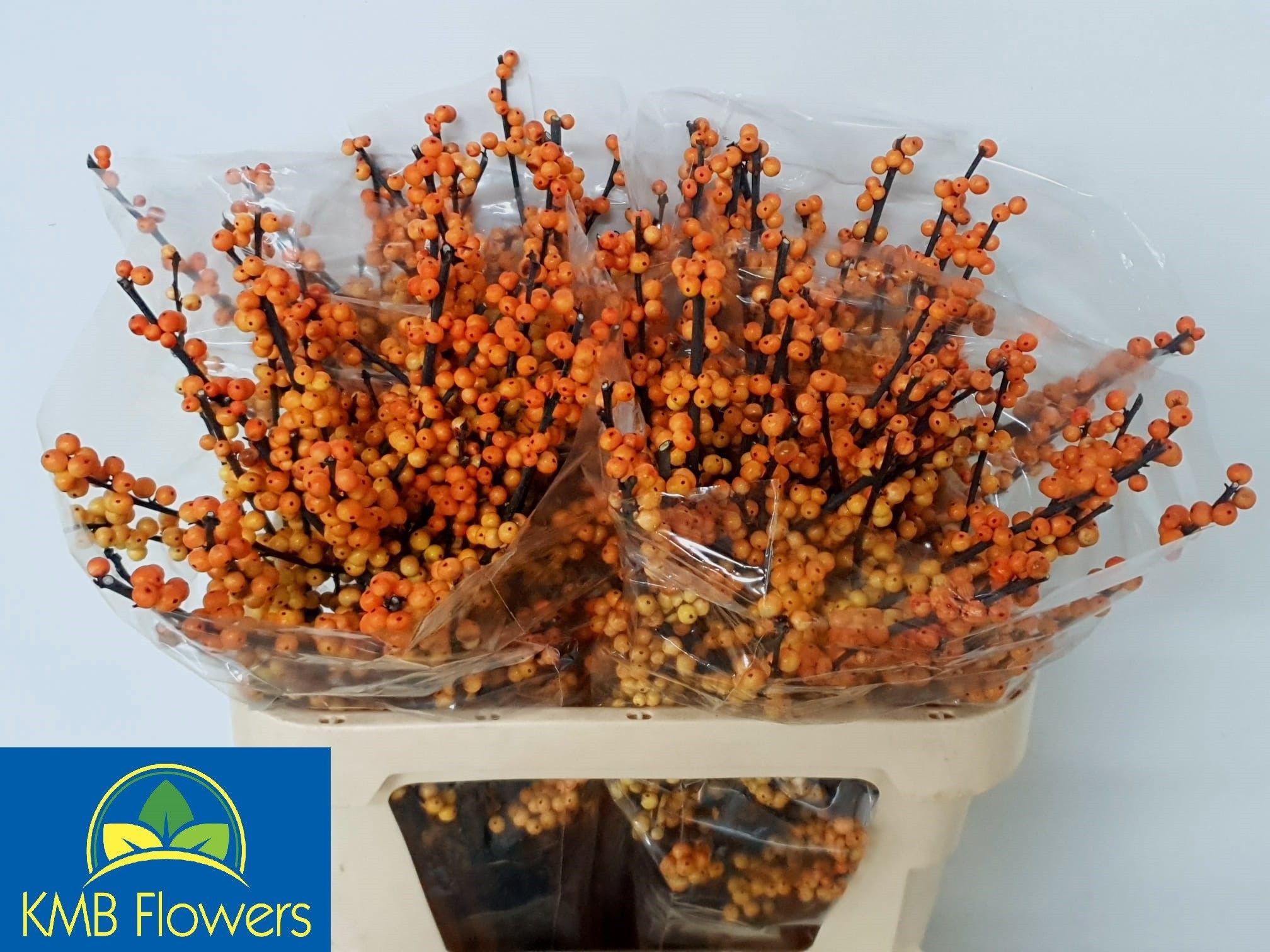 Ilex Gresgold 80cm