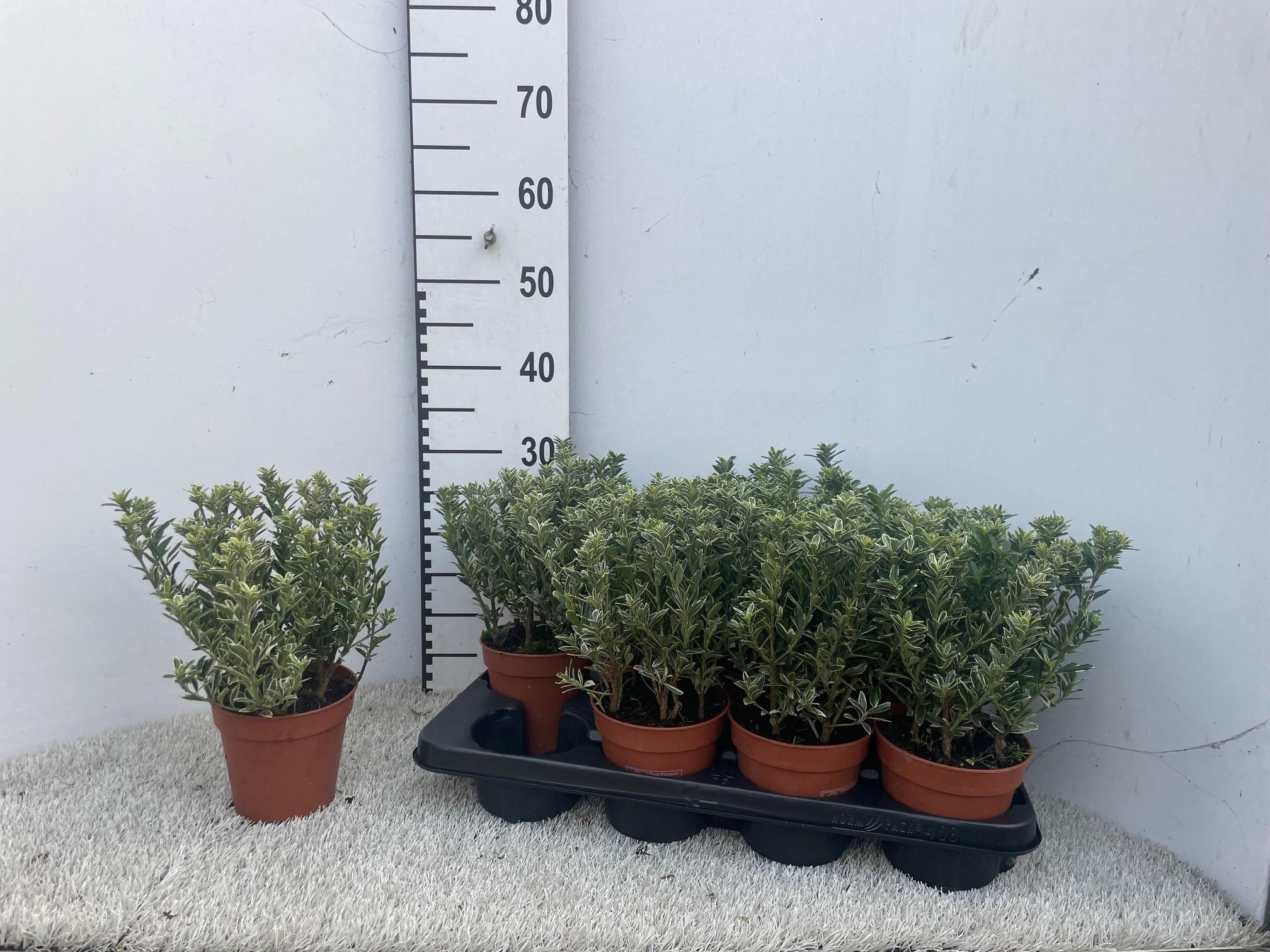 Euonymus Jap Micr.al 13Ø 30cm