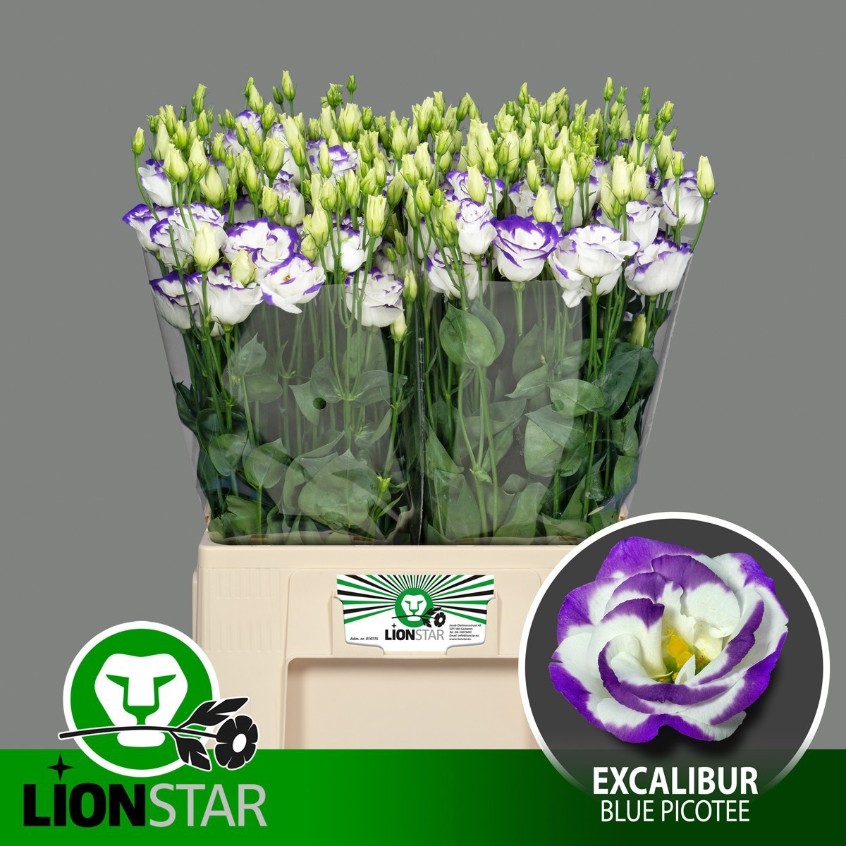 Lisianthus Double Rosi Blue Picotee 60cm