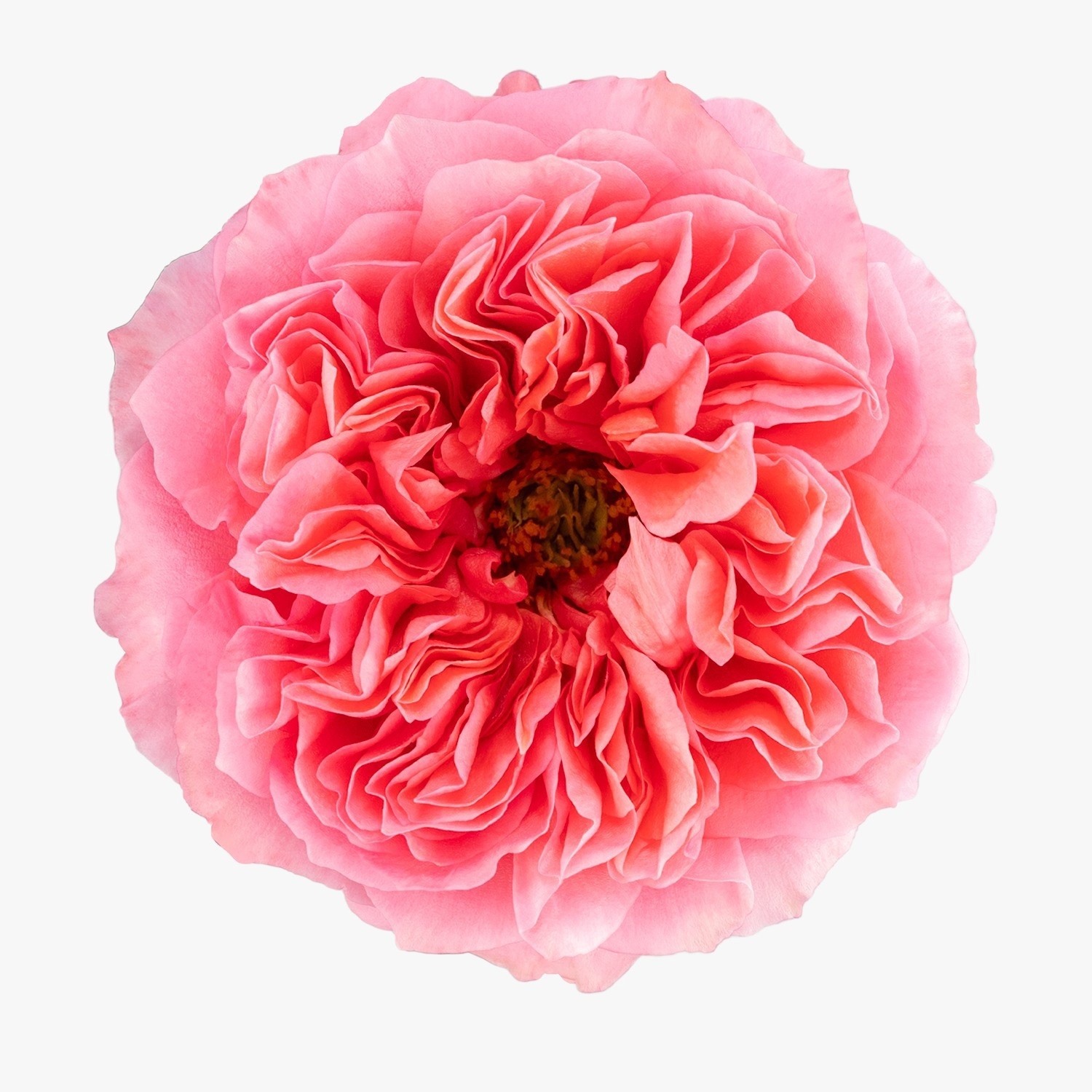Rosa Cand X-pression 50cm