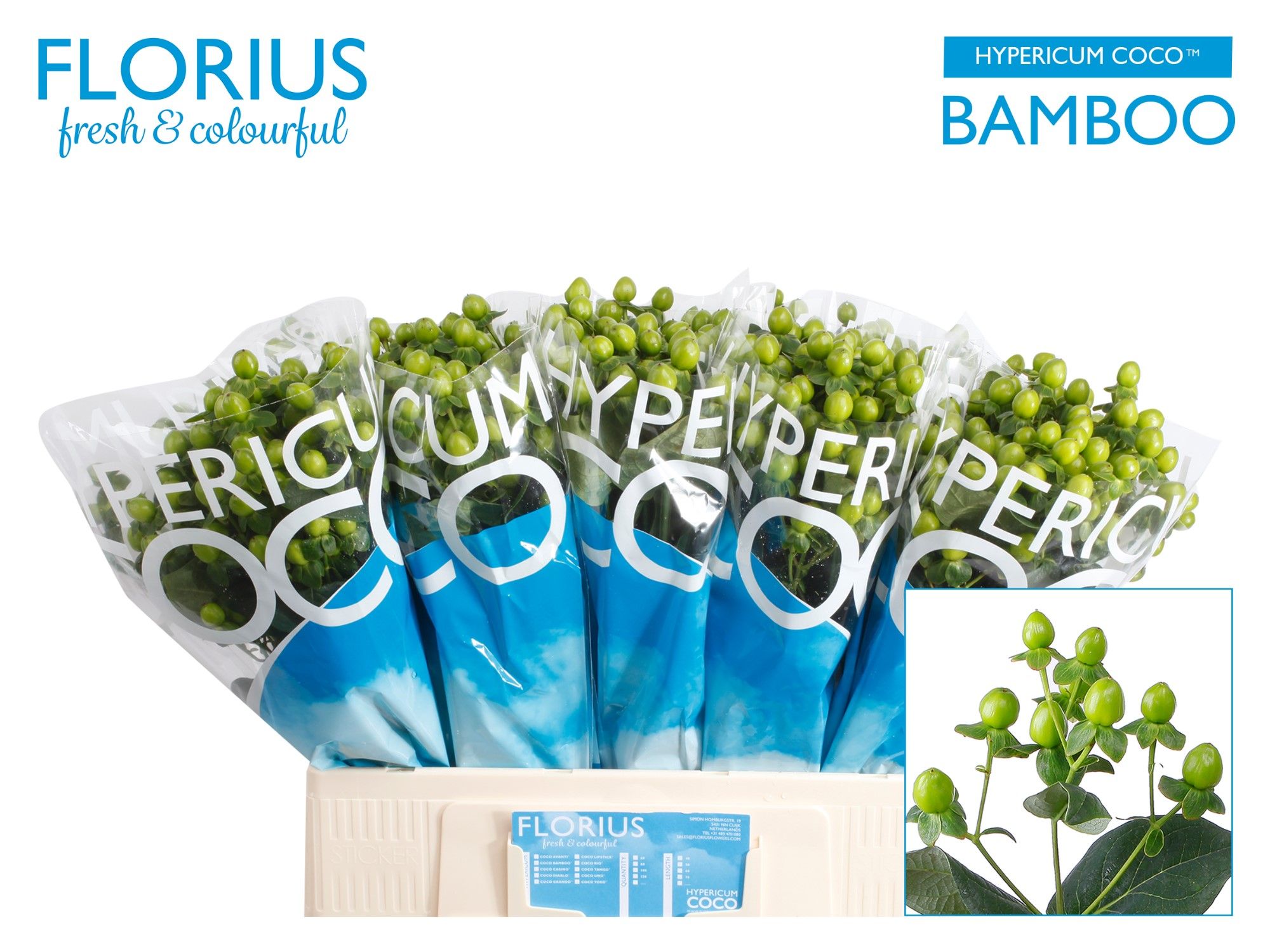 Hyp Coco Bamboo