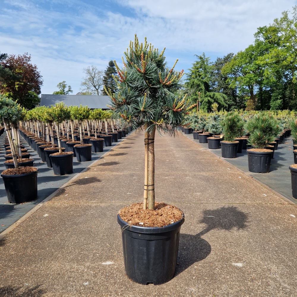 Picture of Pinus parviflora Negishi C18 40/STD