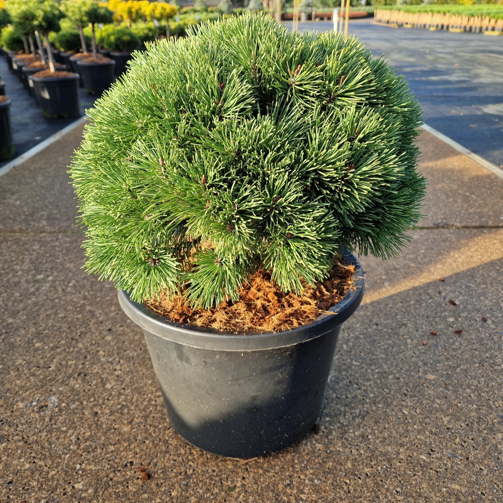 Picture of Pinus mugo Kostelnecik C8 25/30 (LOOSE)