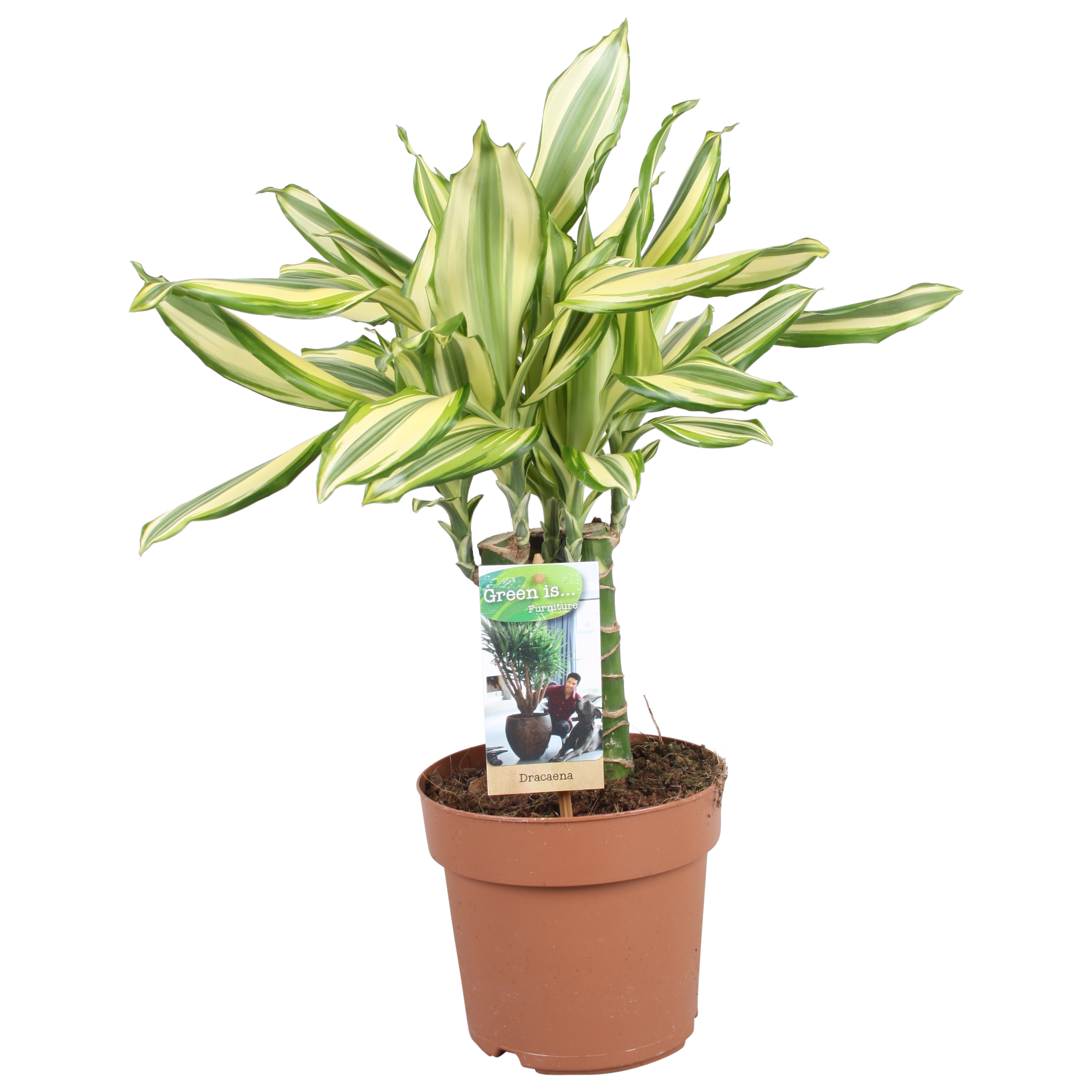 Picture of Dracaena Diamonddream carroussel P17 50CM