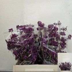 Callic Overig 40cm