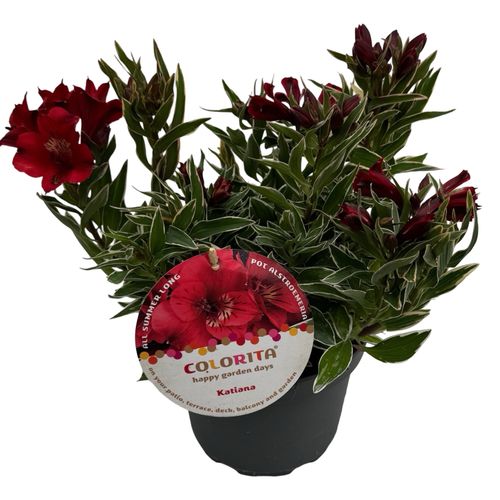 Alstroem. colorita 'Katiana' sense p19 Asra
