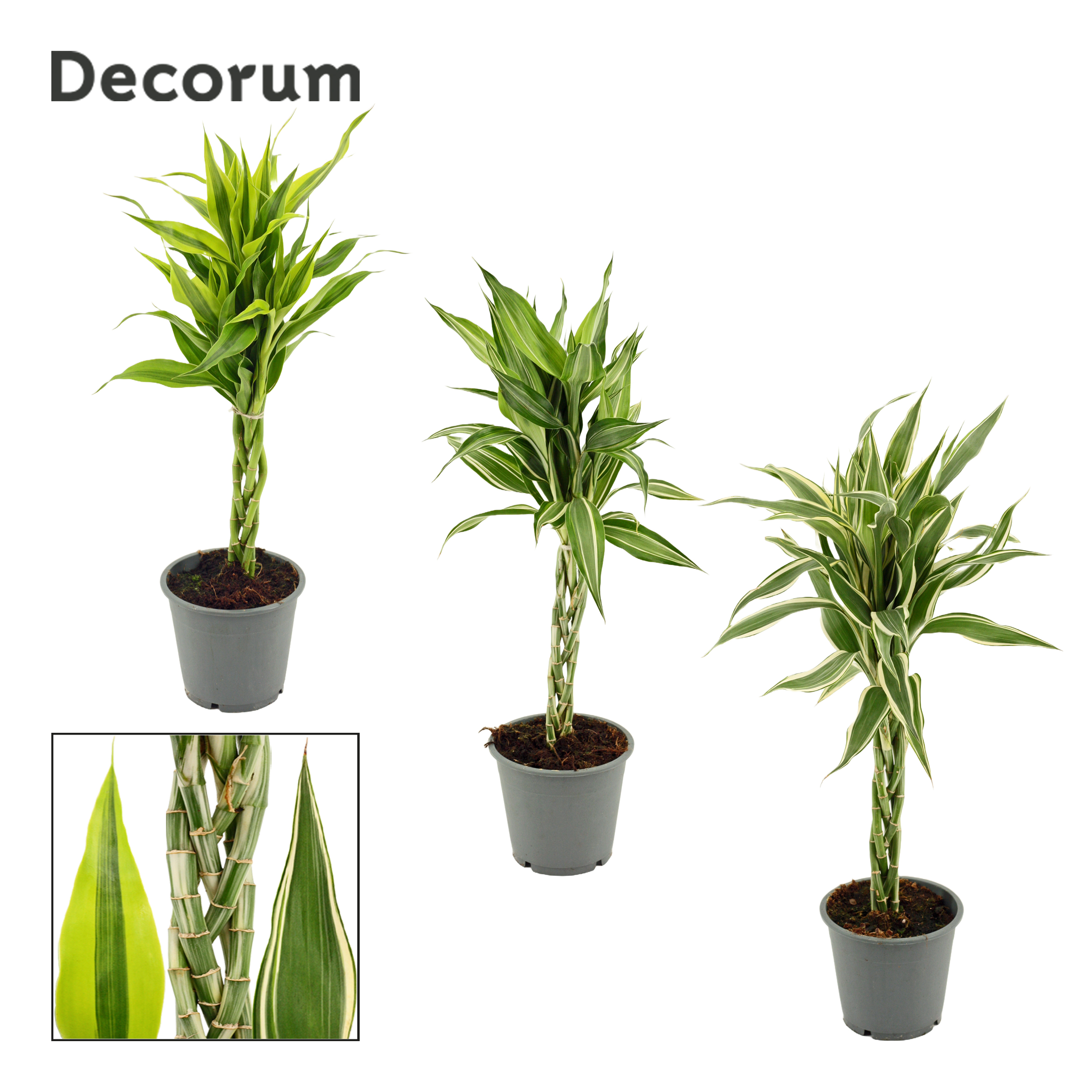 Picture of Dracaena Sanderiana braided stem in varieties Decorum) P12 35CM