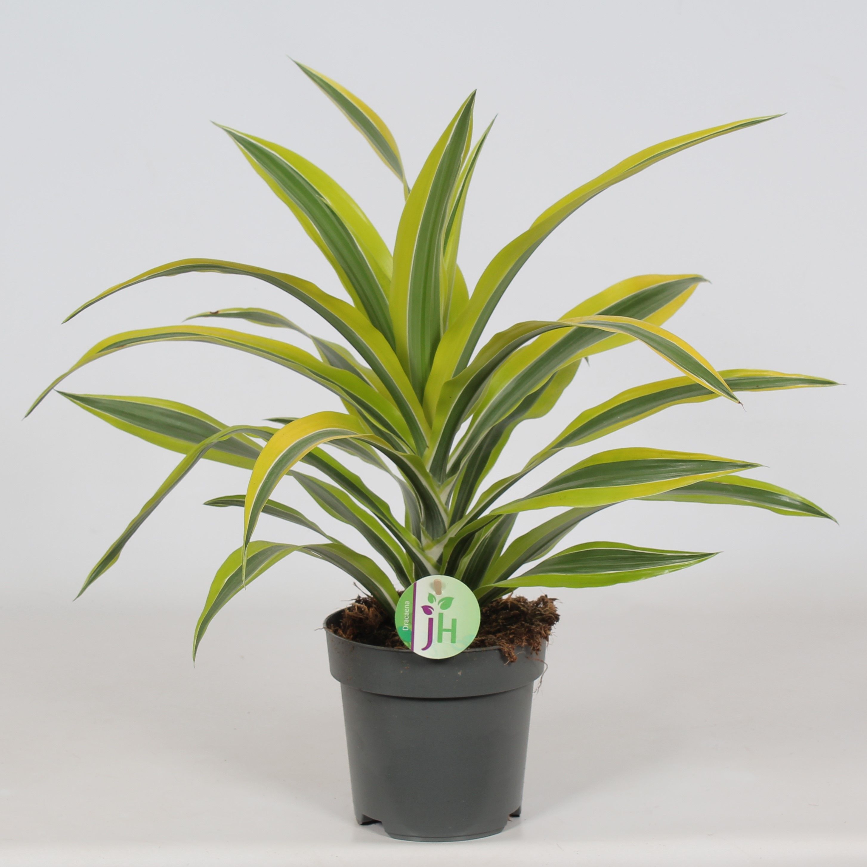 Dracaena fr. (Deremensis) Lemon Lime Kopstek Kopfsteck Dracaena f