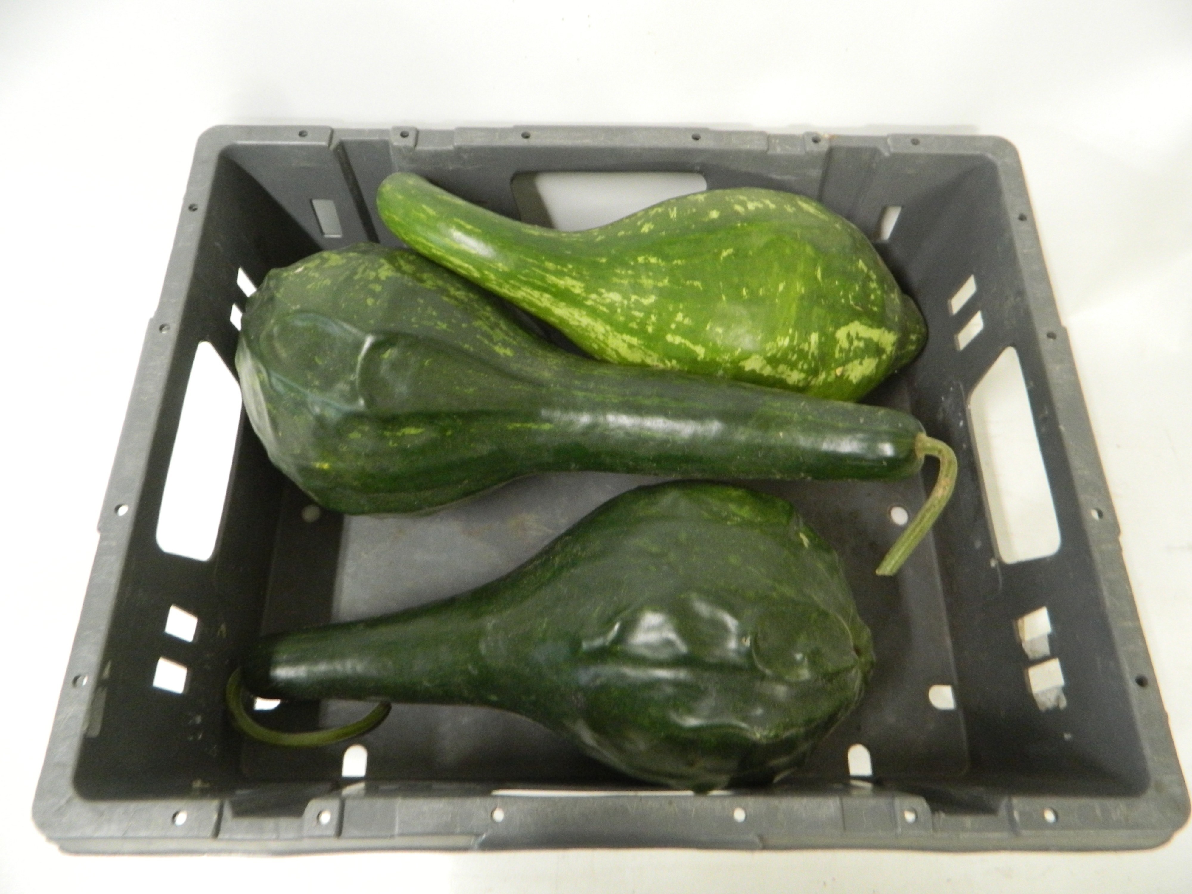 Cucurbita Orange (PUMPKIN)