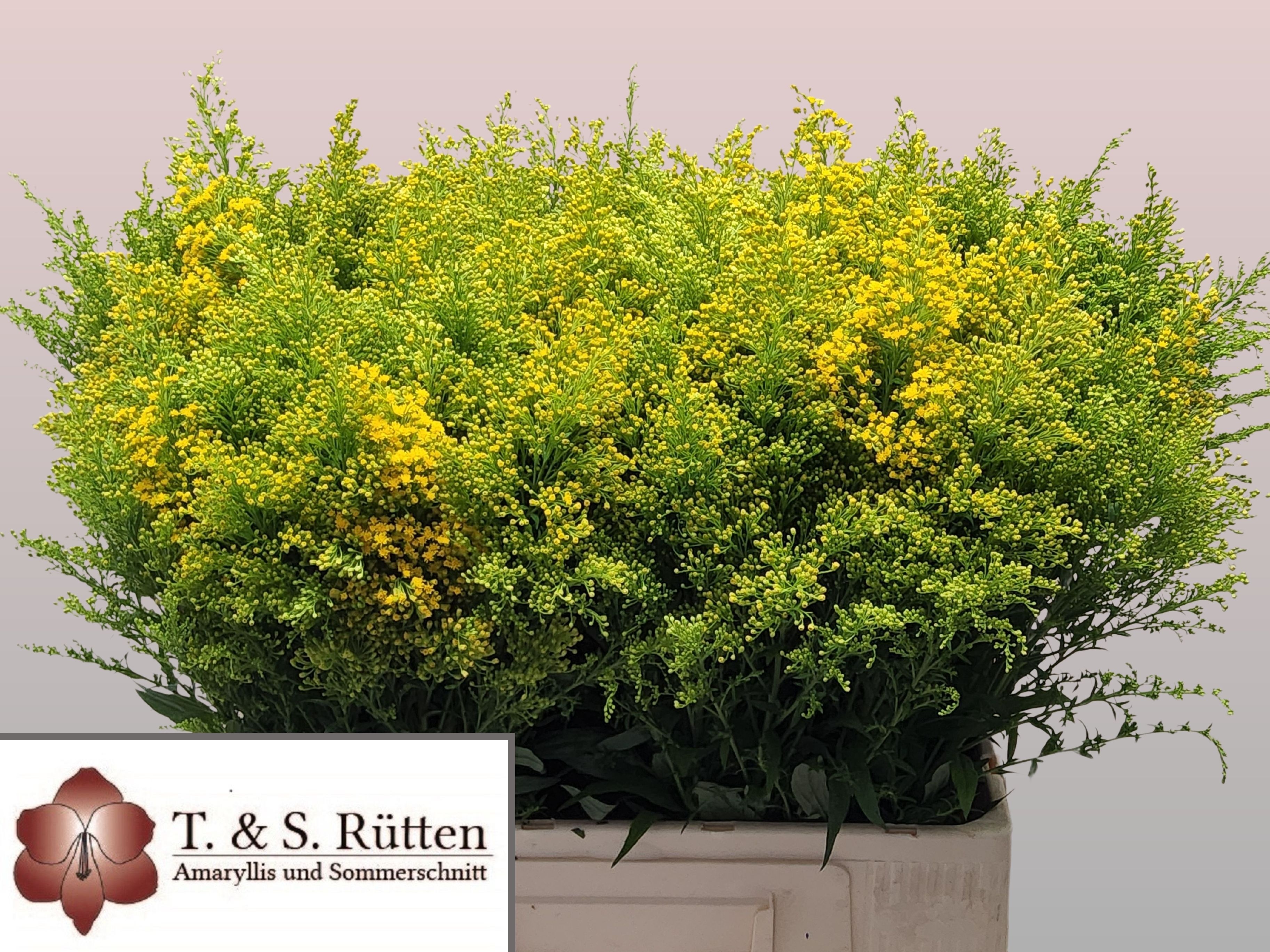 Solidago Bnch 60cm 90gram