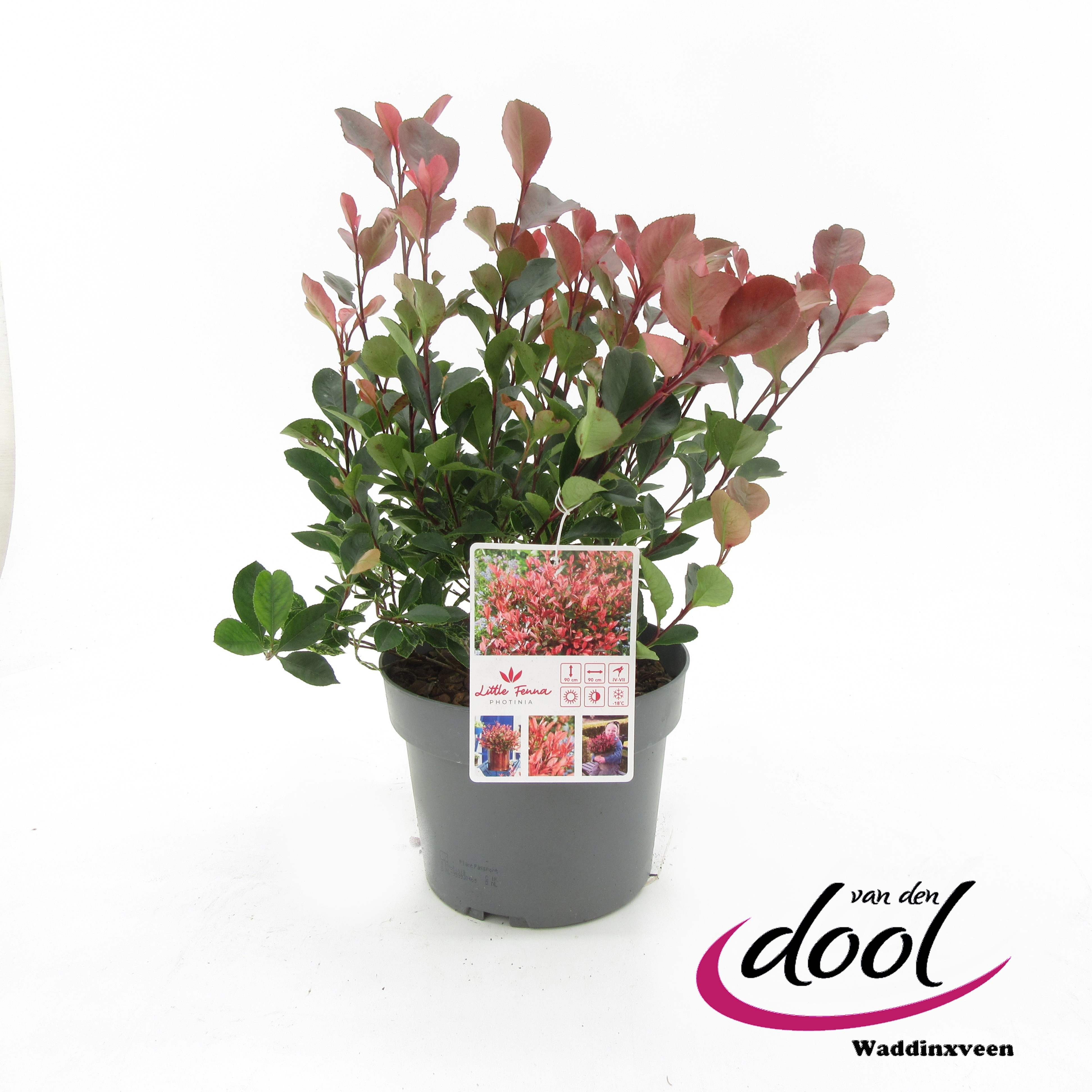 Photinia fraseri 'Little Fenna'