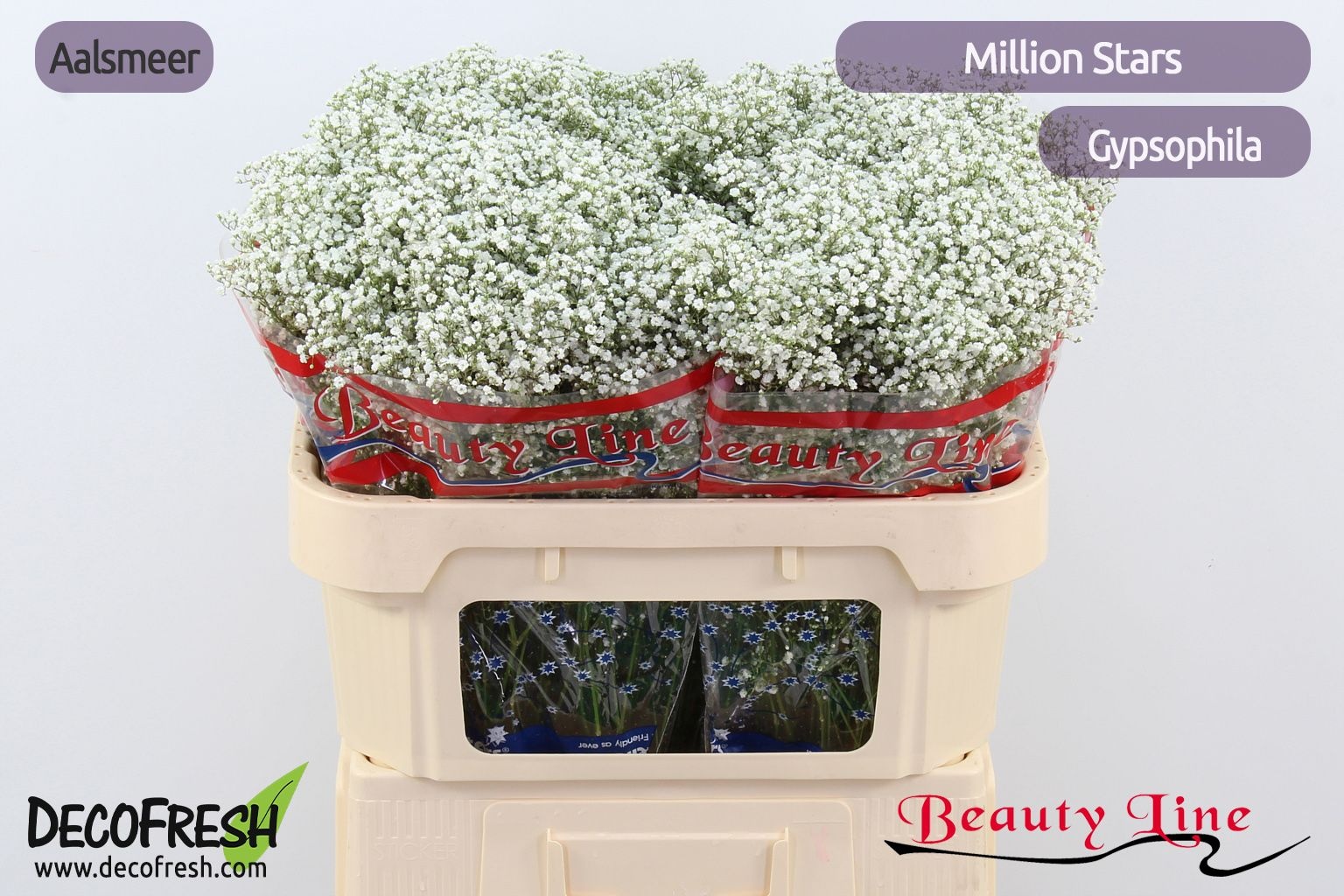 Gypsophila Million Stars 70cm 12gram