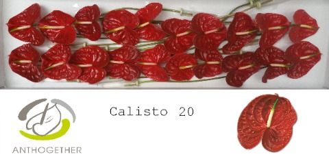Anth A Calisto