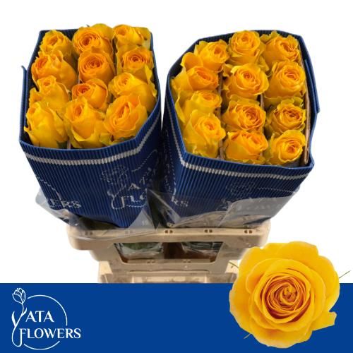 Rosa Brighton 60cm