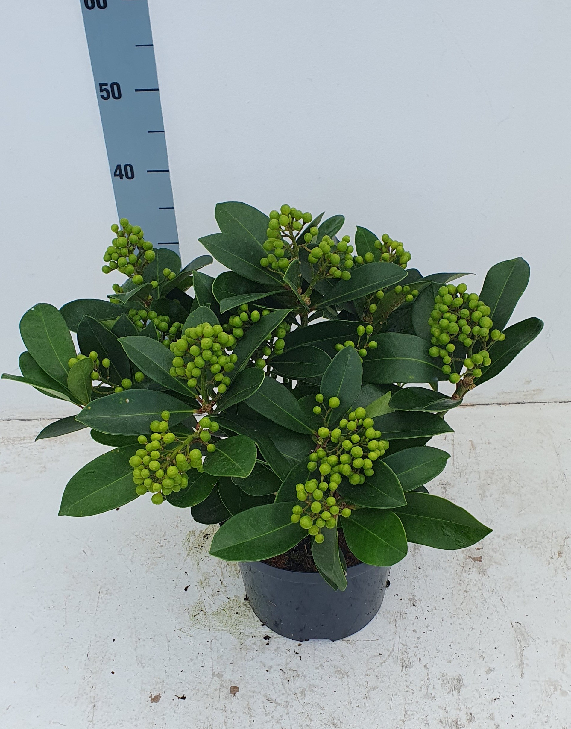 Picture of Skimmia japonica Veitchii P23 (5 Ltr) 15/+TRUSSES