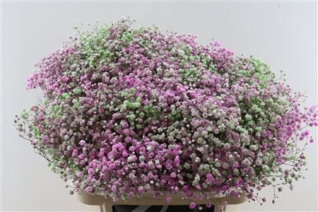 Gypsophila Painted 80cm 40gram