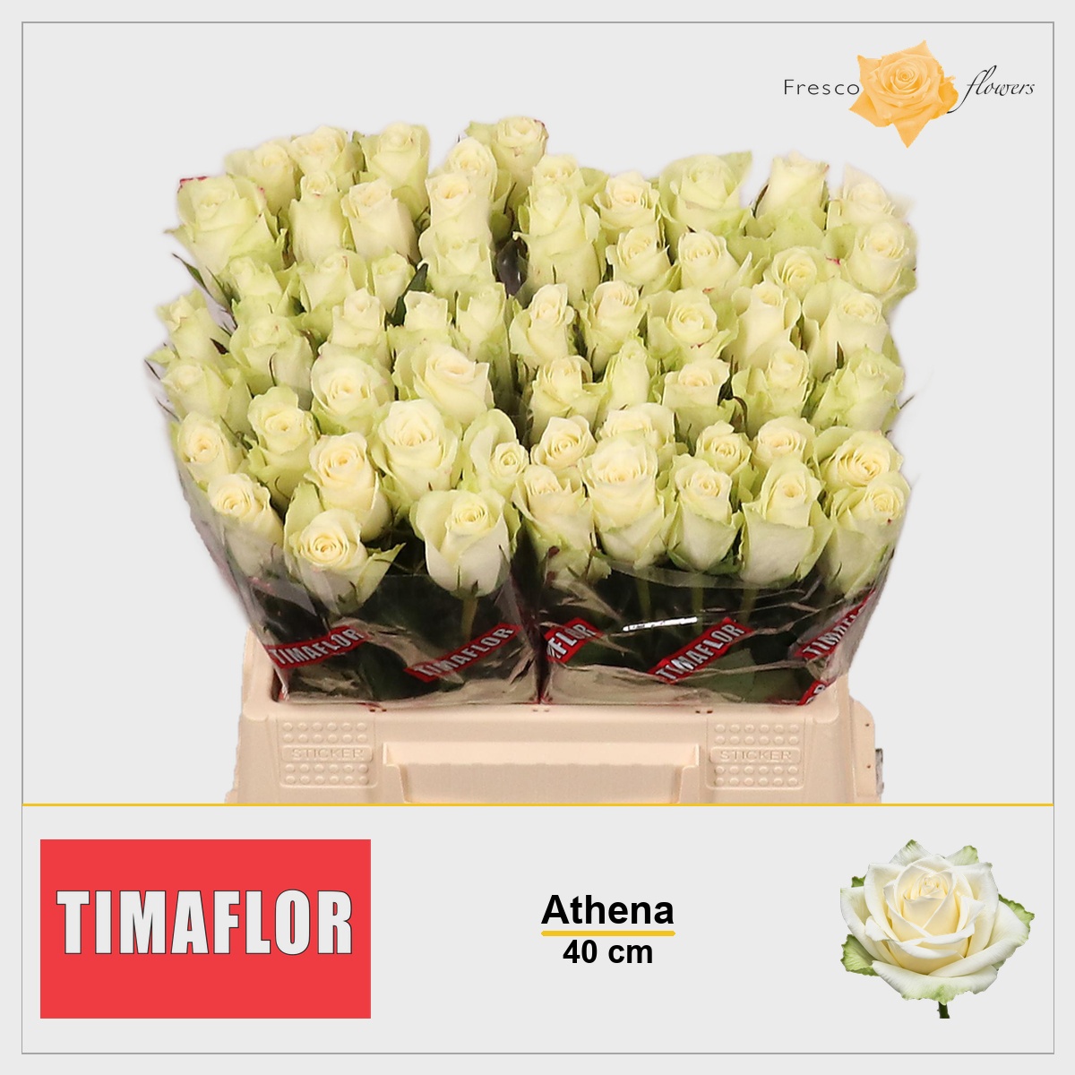 Rosa Athena 40cm