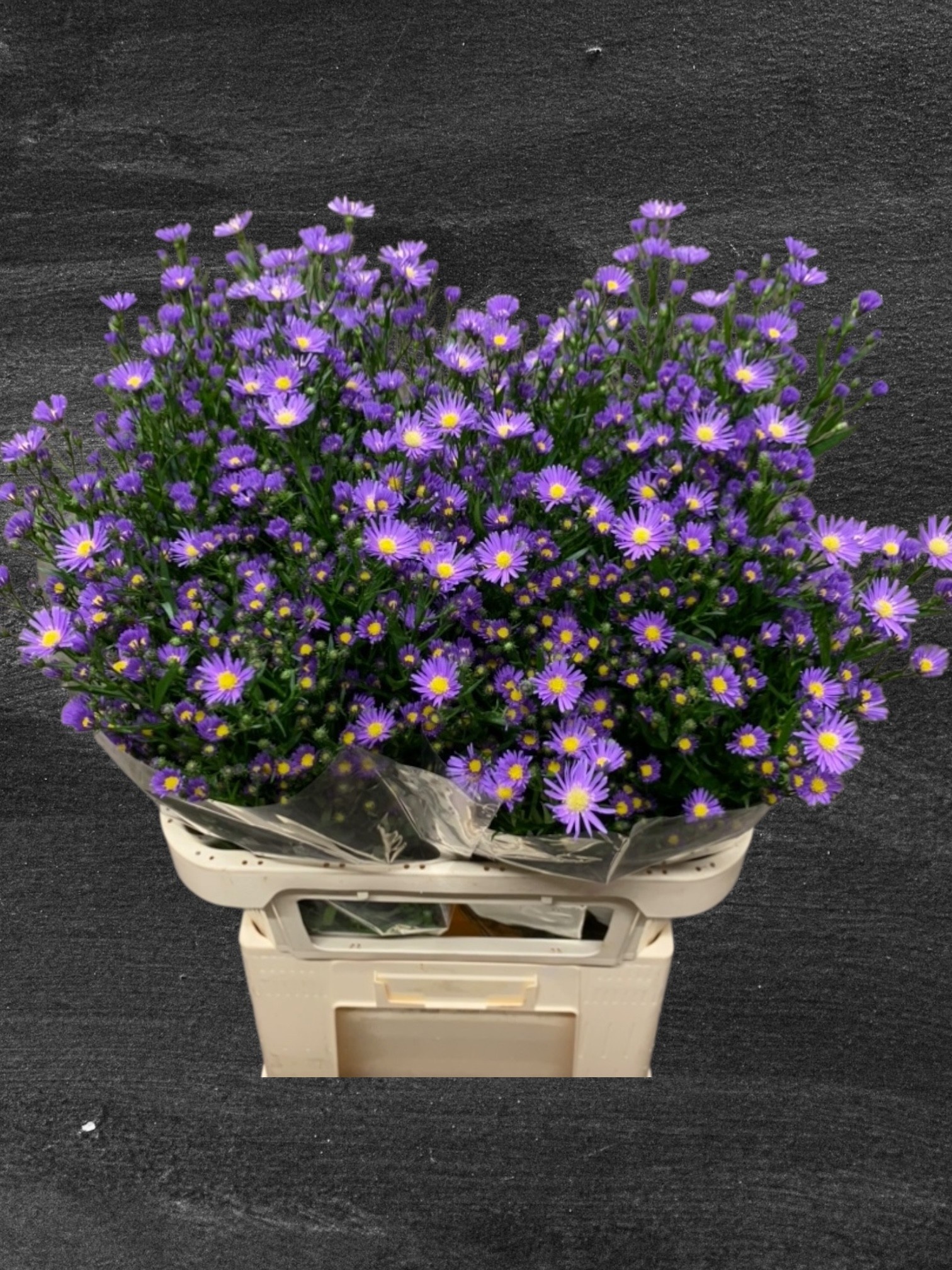 Aster Casamare 80cm 30gram