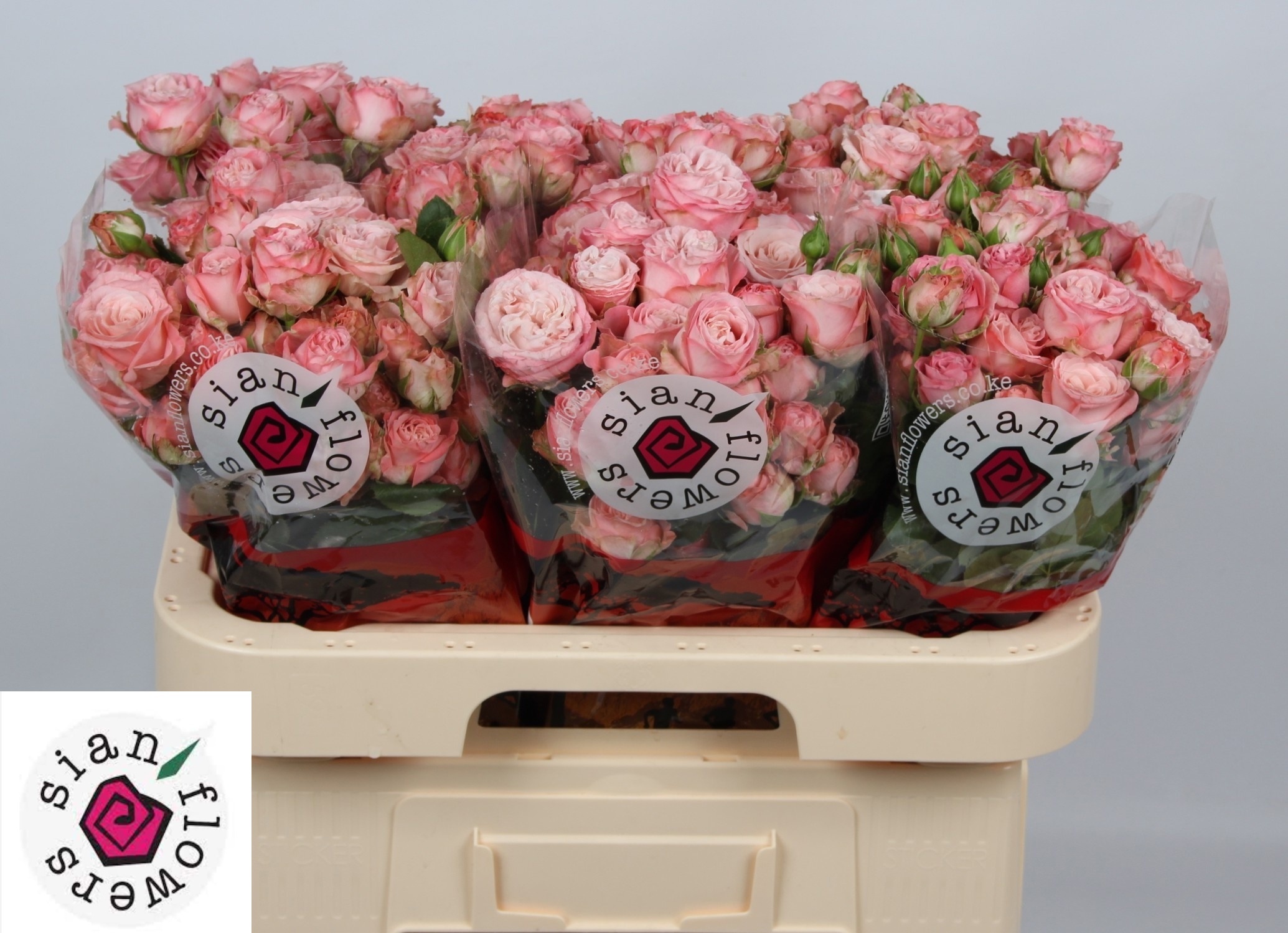 Rosa Spr Madam Bombastic 60cm